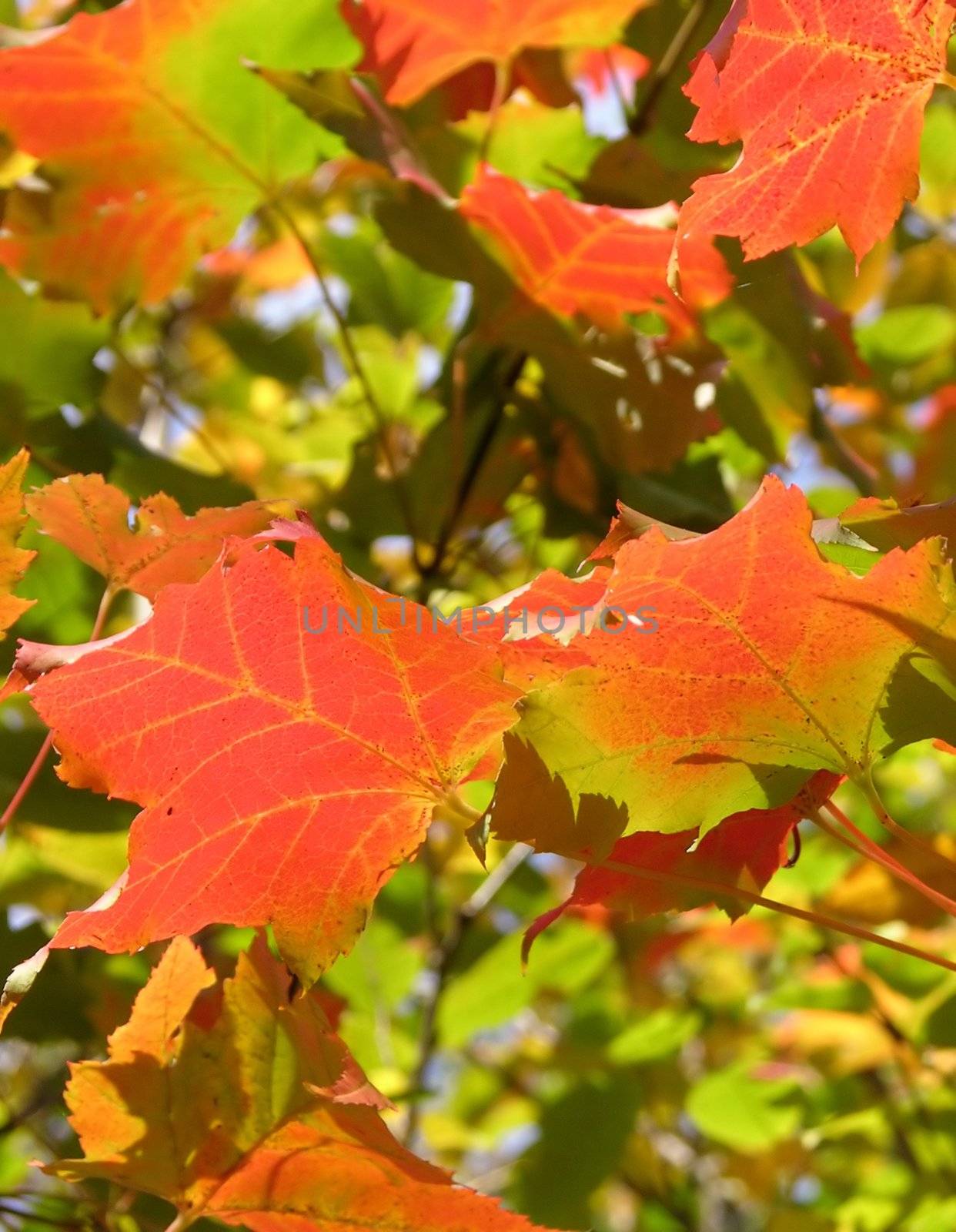 Fall leaves by rbiedermann