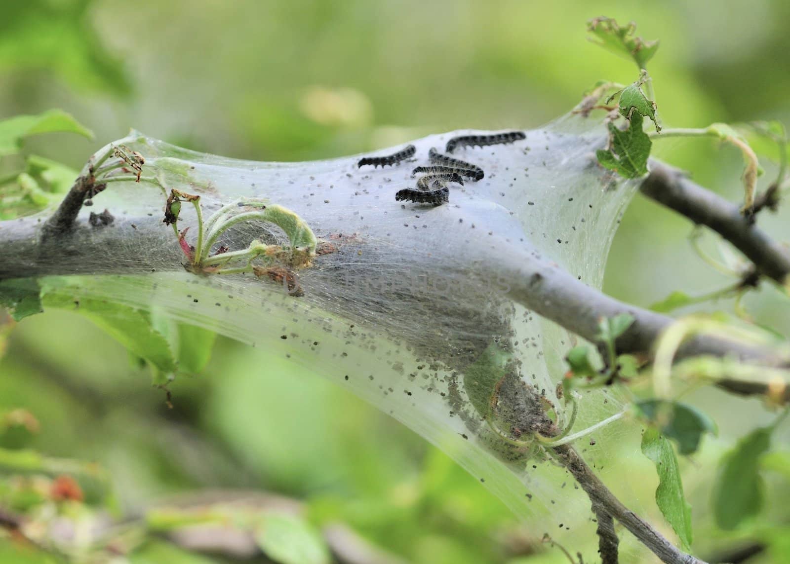 A group of tent caterpillars on top of a silk tent.