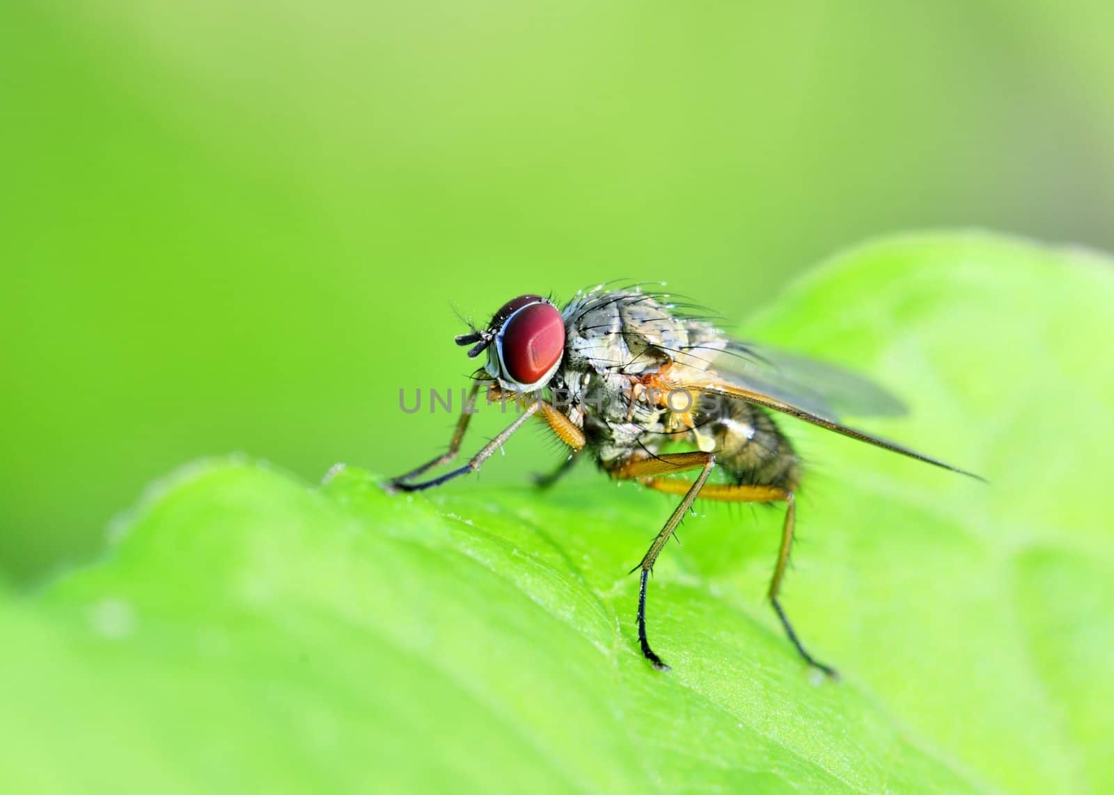 A tachinid fly perched on a green leaf.