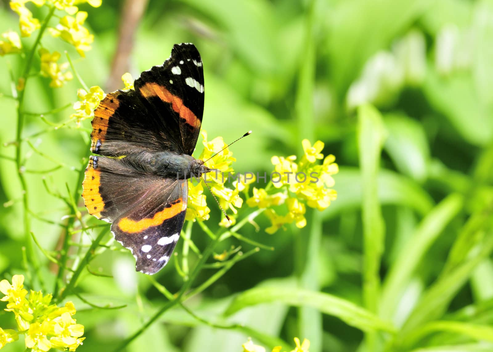 A red admiral butterfly perched on a flower.
