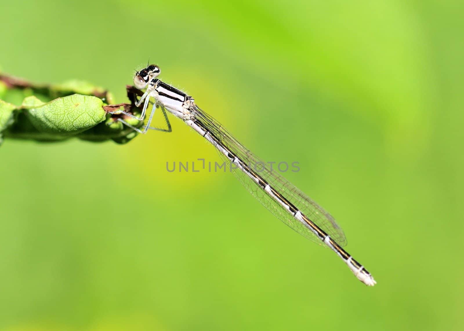 A damsel fly perched on a plant.