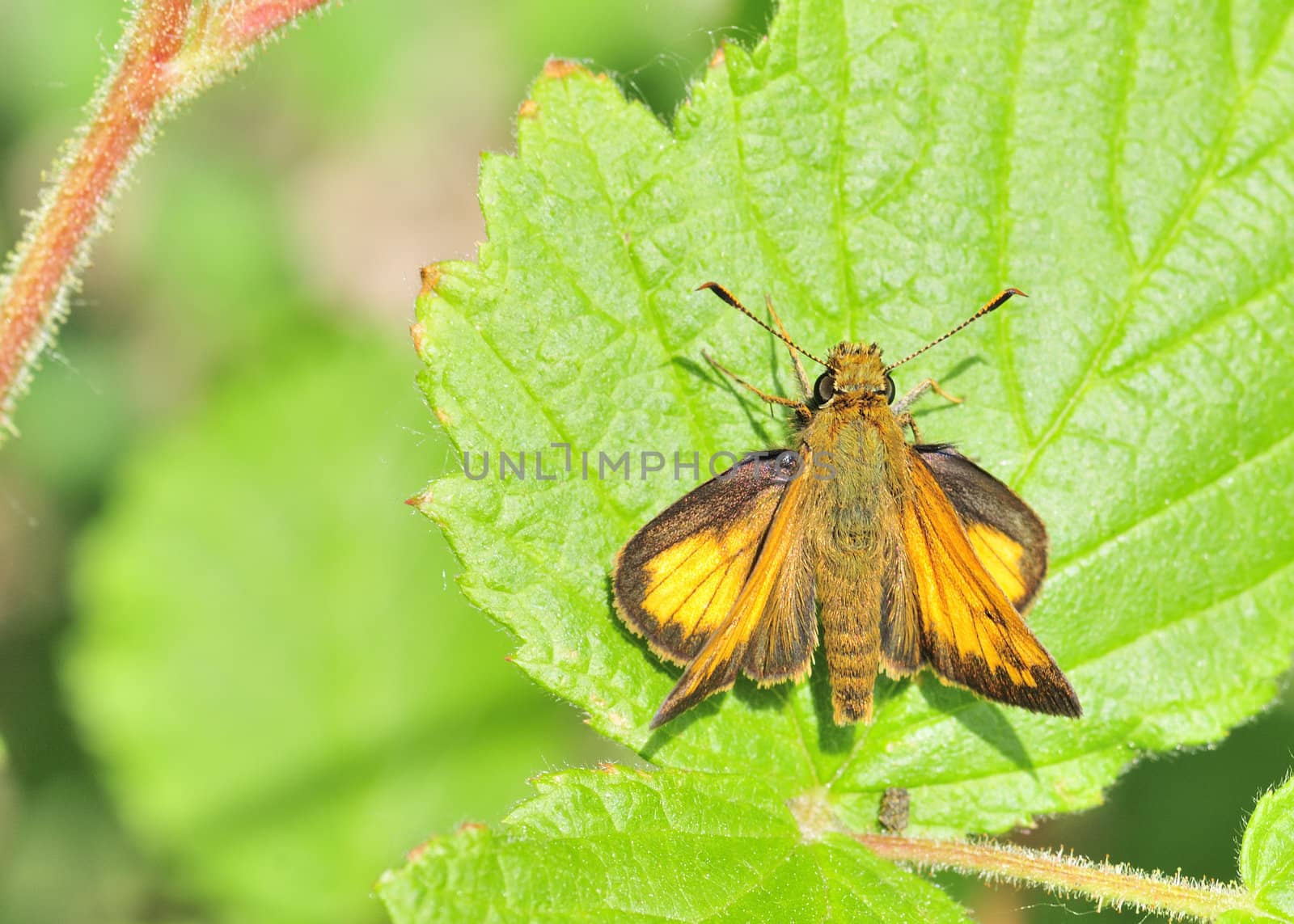 A skipper butterfly perched on a plant leaf.