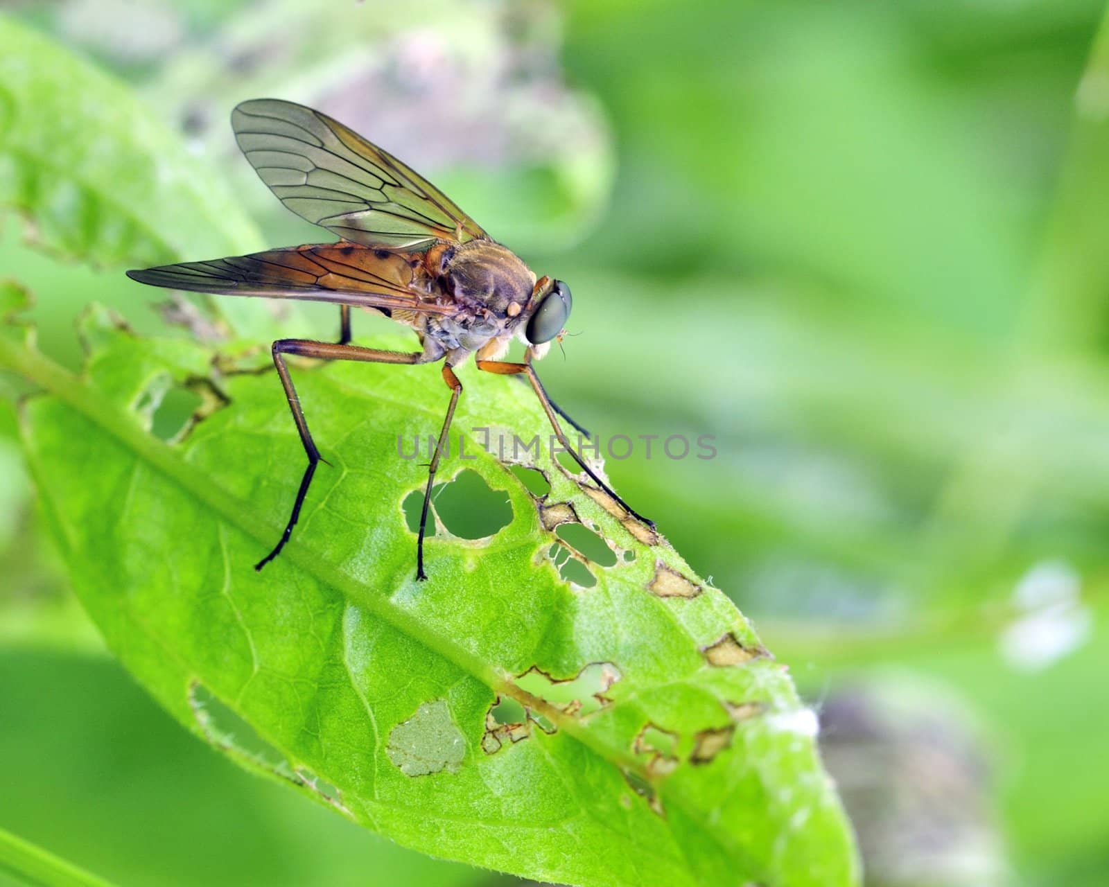 A down-looker fly perched on a plant leaf.