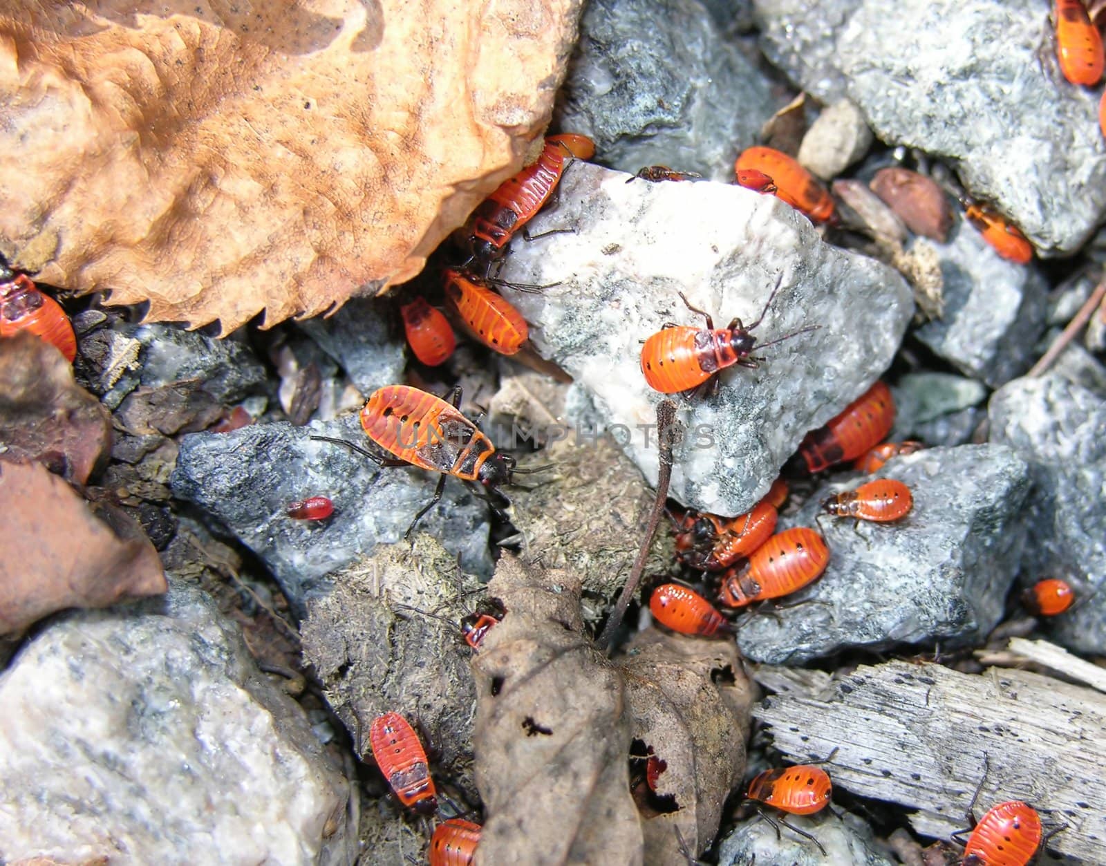 Many nymph of the red fire bug