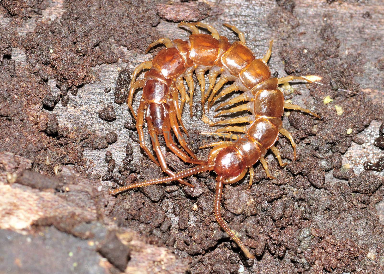 A centipede curled up on a wooden log.
