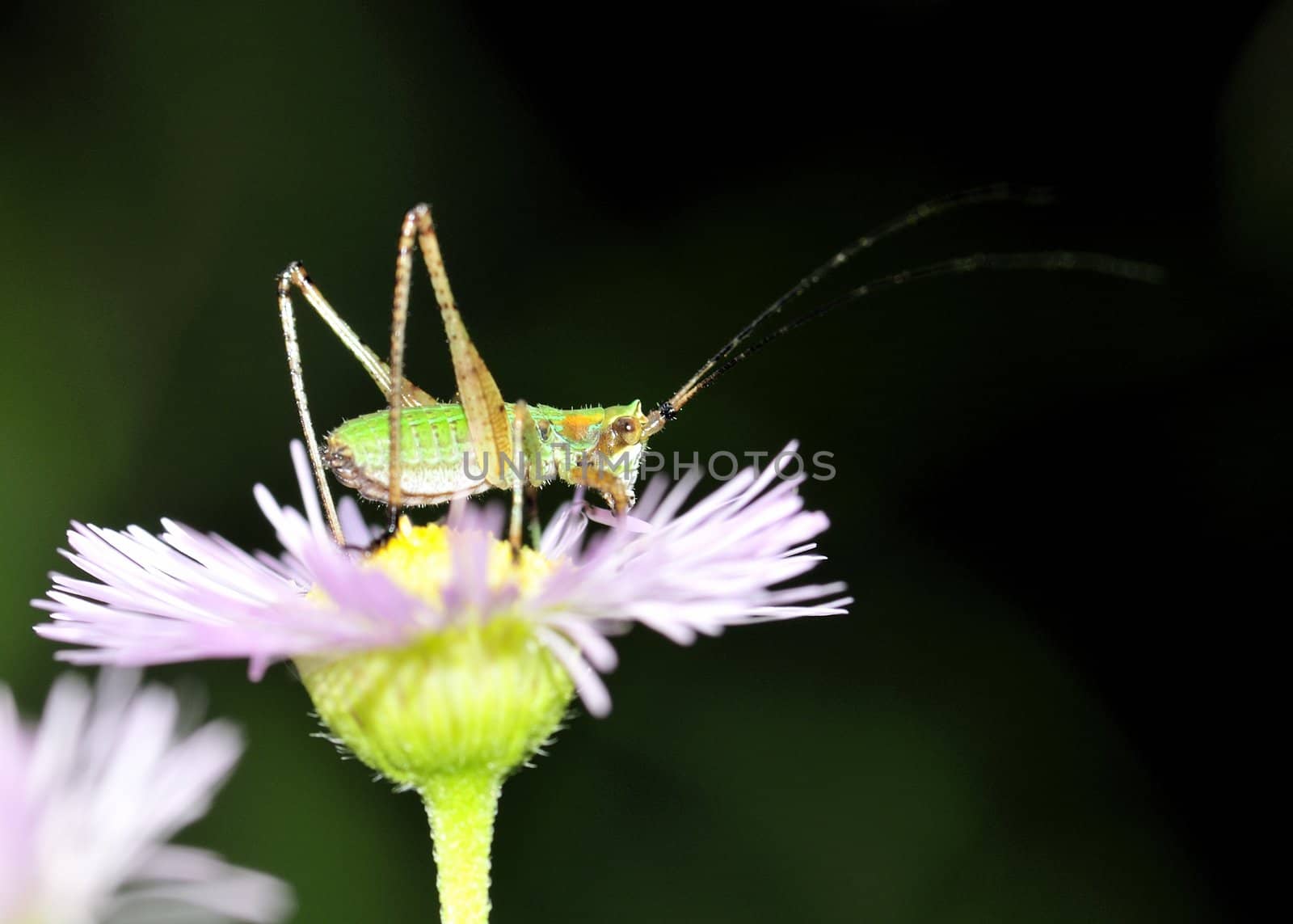 A kadydid nymph perched on a flower.