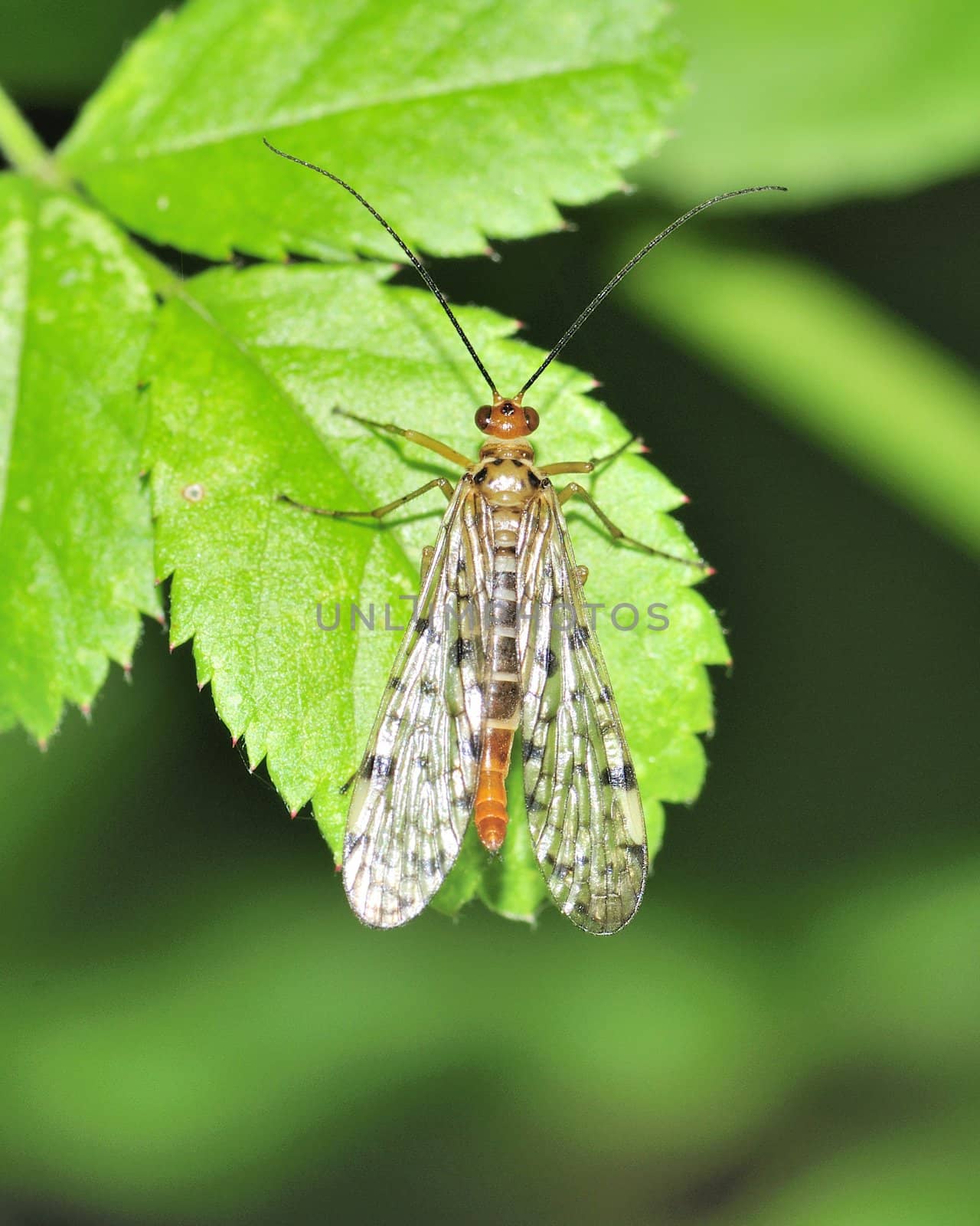 A female Scorpion Fly perched on a leaf.