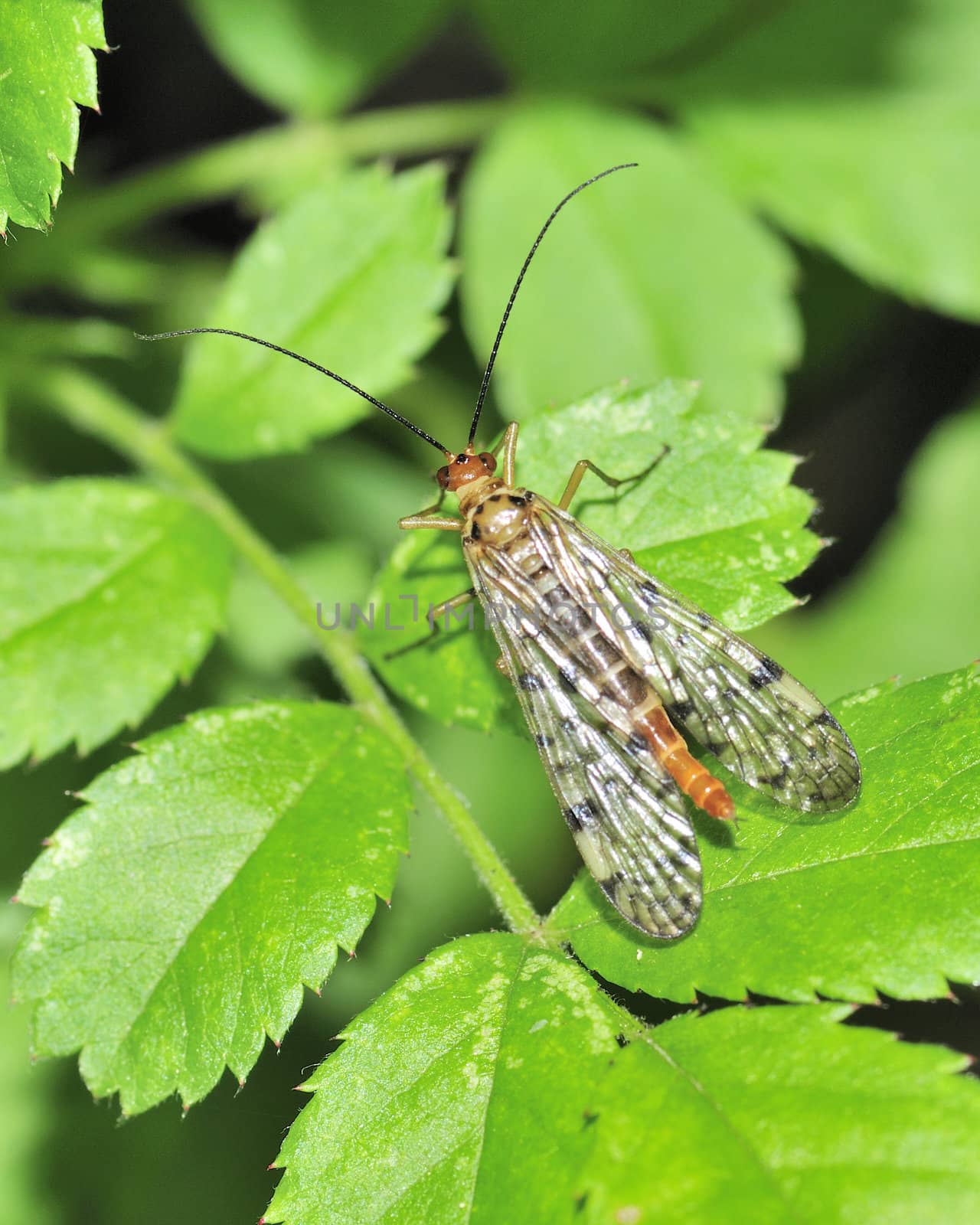 A female Scorpion Fly perched on a leaf.