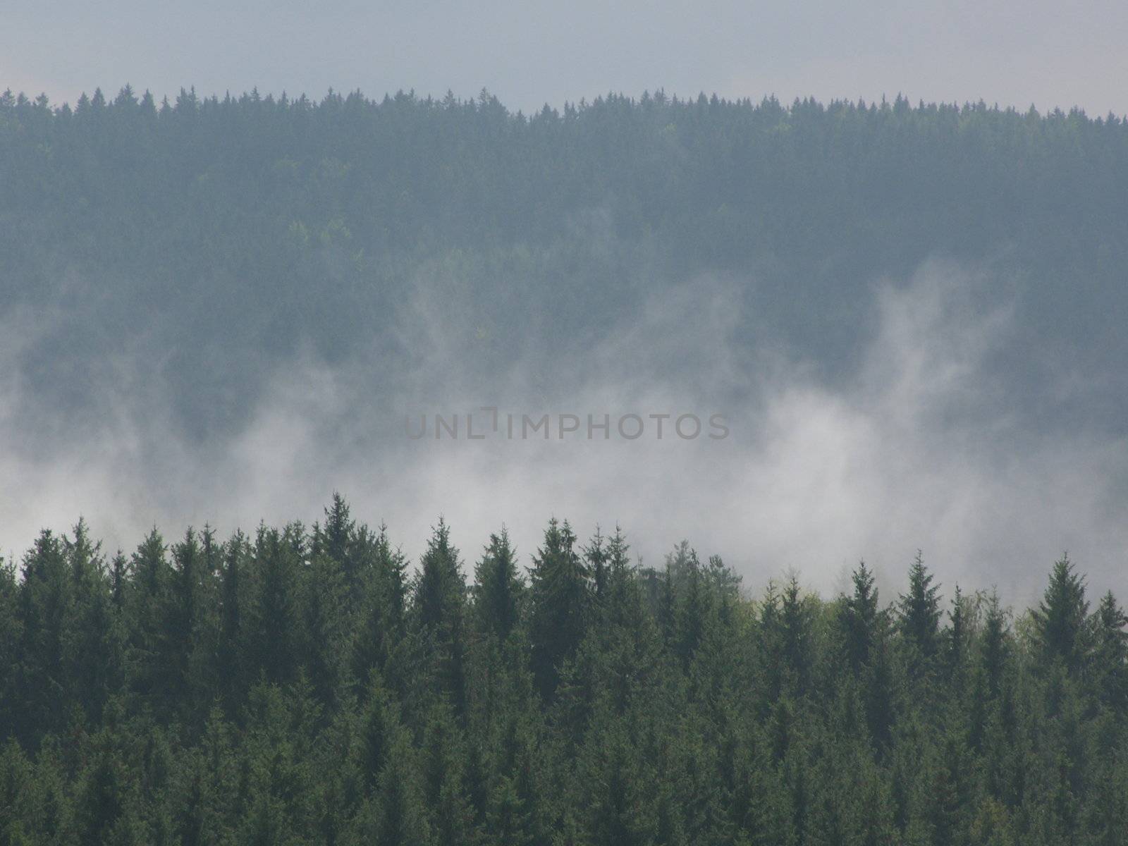Bavarian forest minutes after a heavy rainfall 