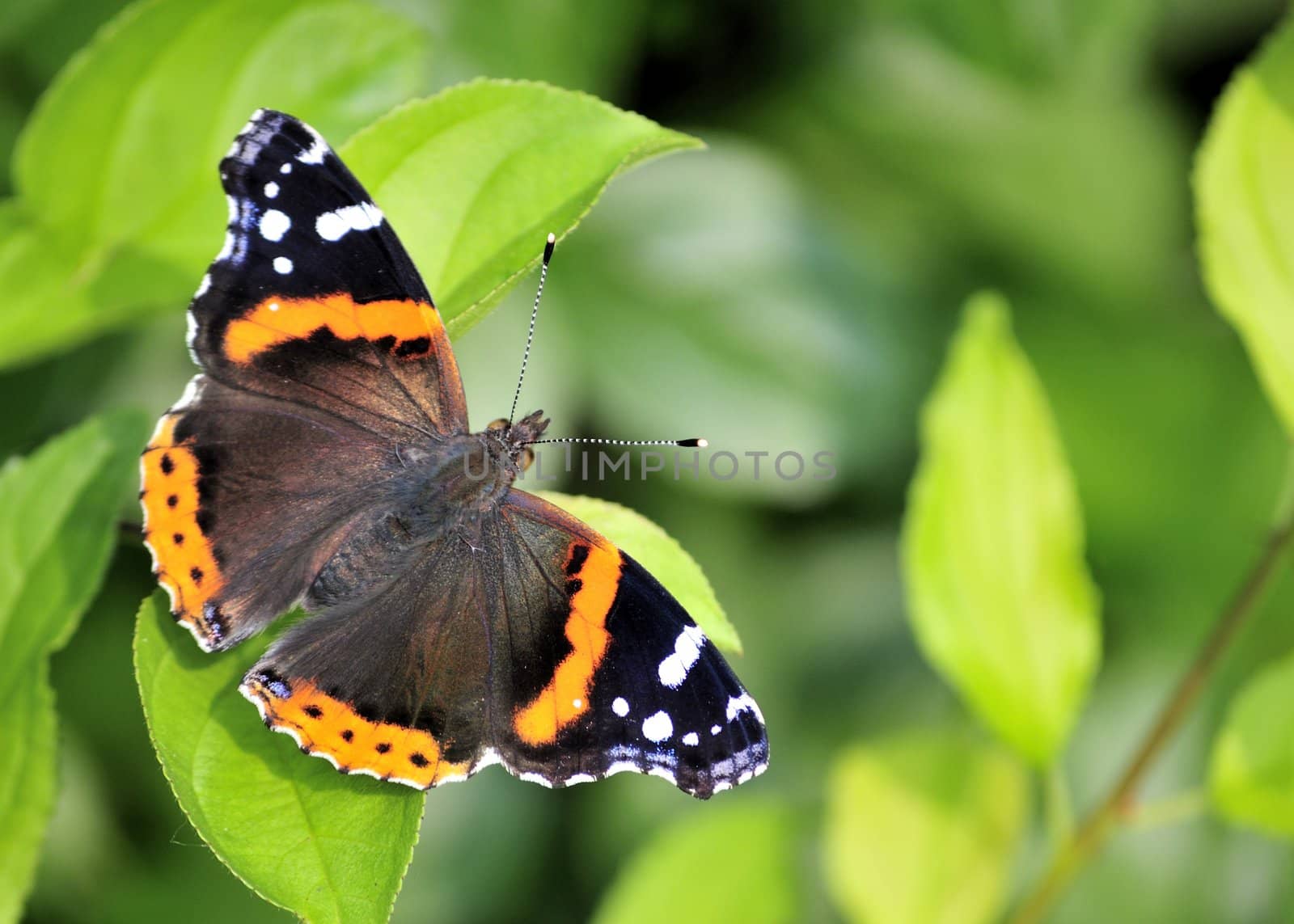 A red admiral butterfly perched on a pant leaf.