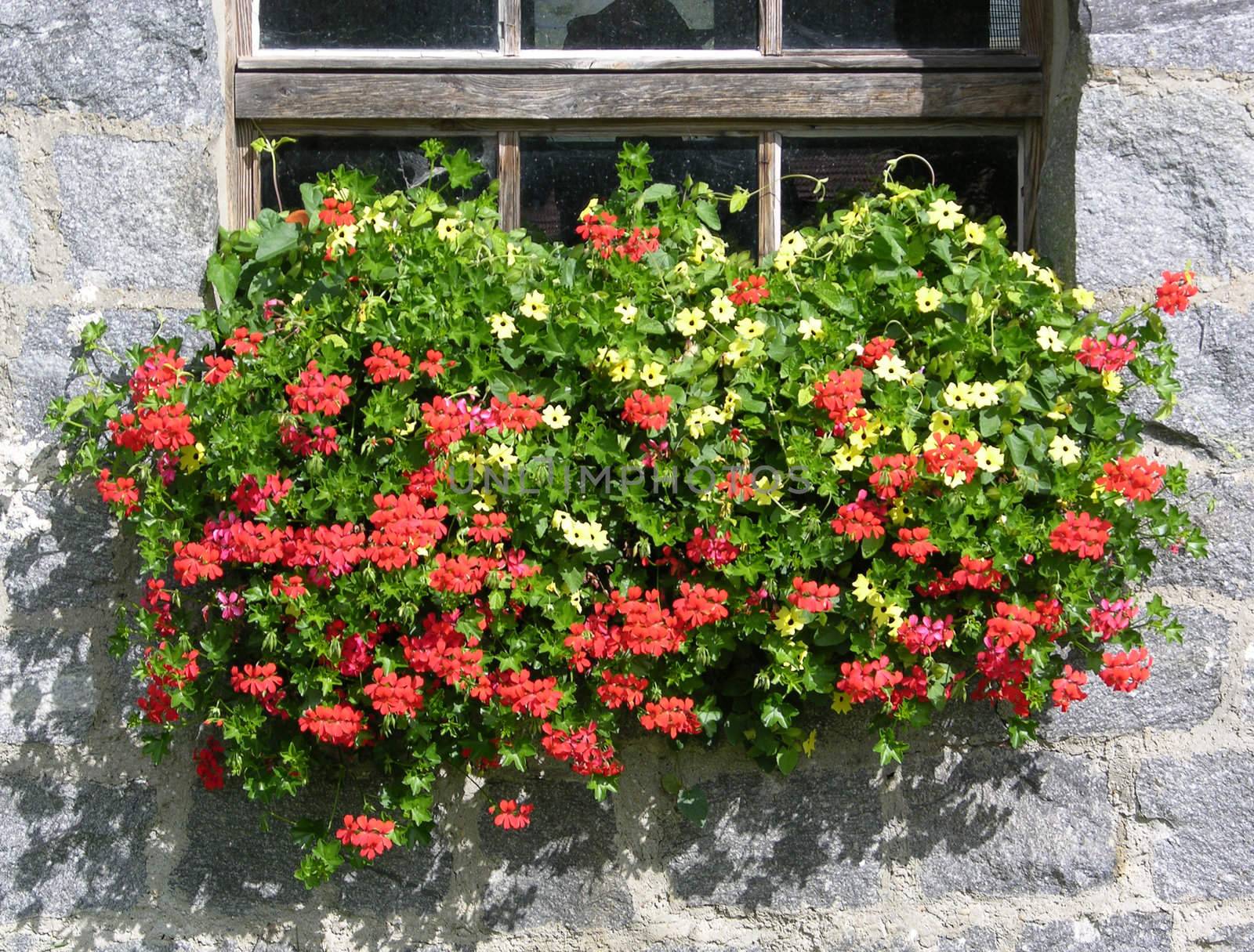 Geranium flowers in front of a traditional farmhouse in Bavaria