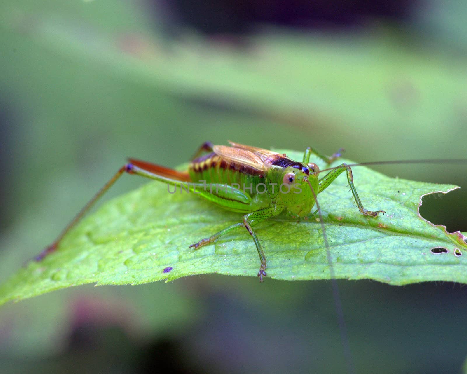 A kadydid nymph perched on a plant leaf.