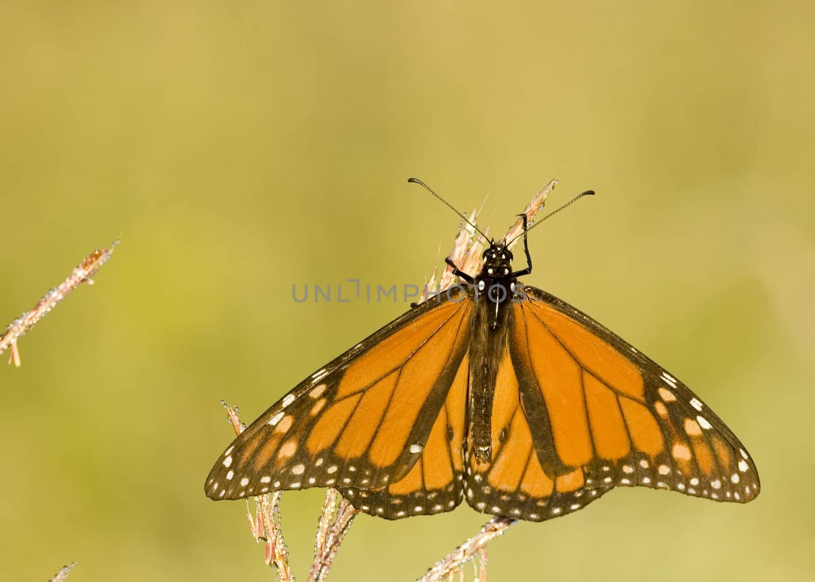 Close-up of a viceroy buttertfly.