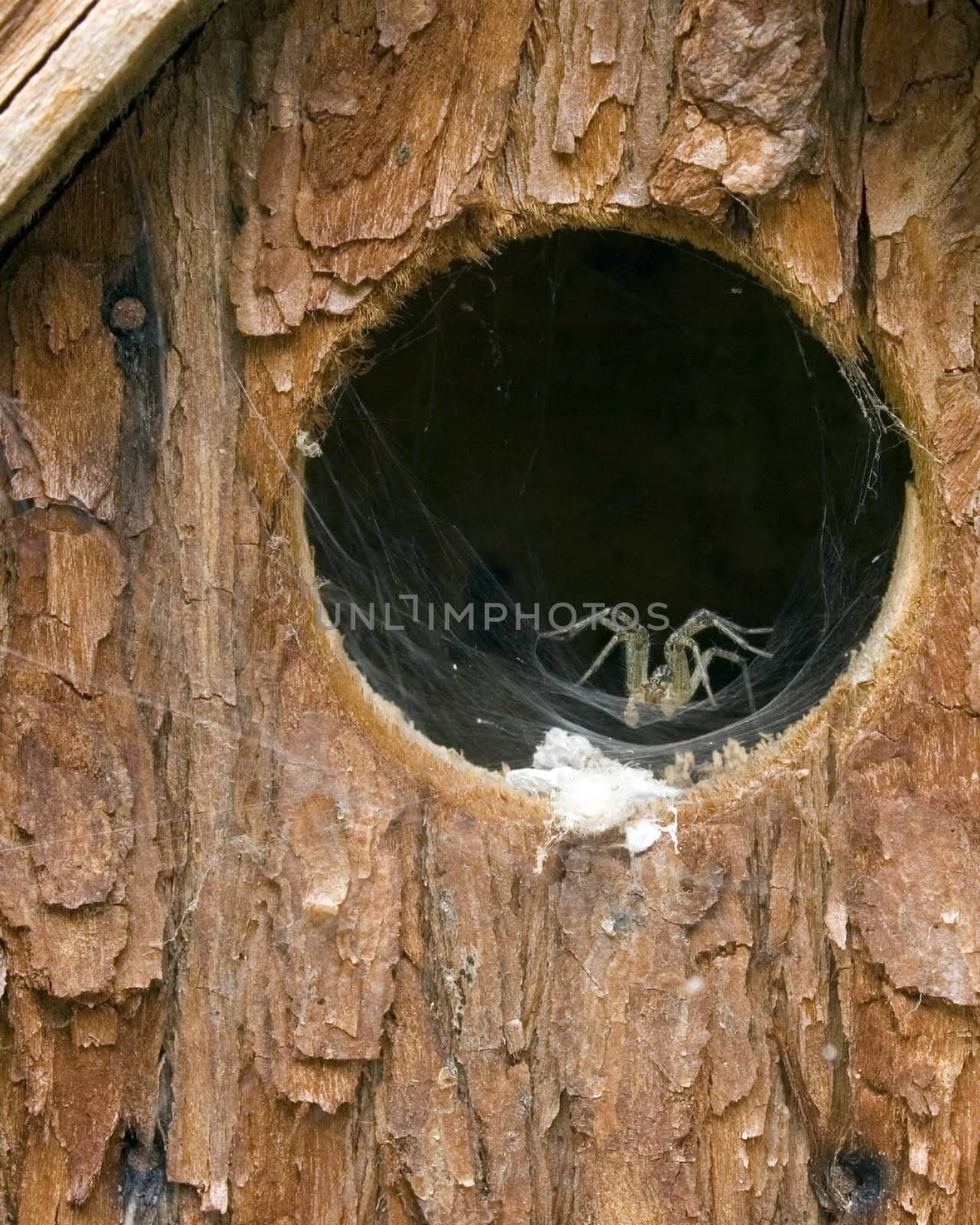 A spider taking up residence in a birdhoue.
