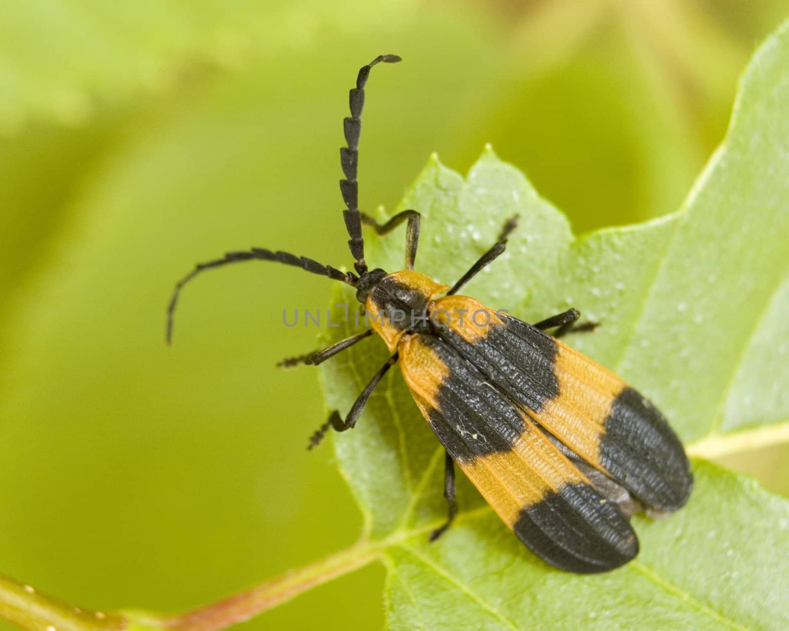 A banded net-wing perched on a leaf in early August.