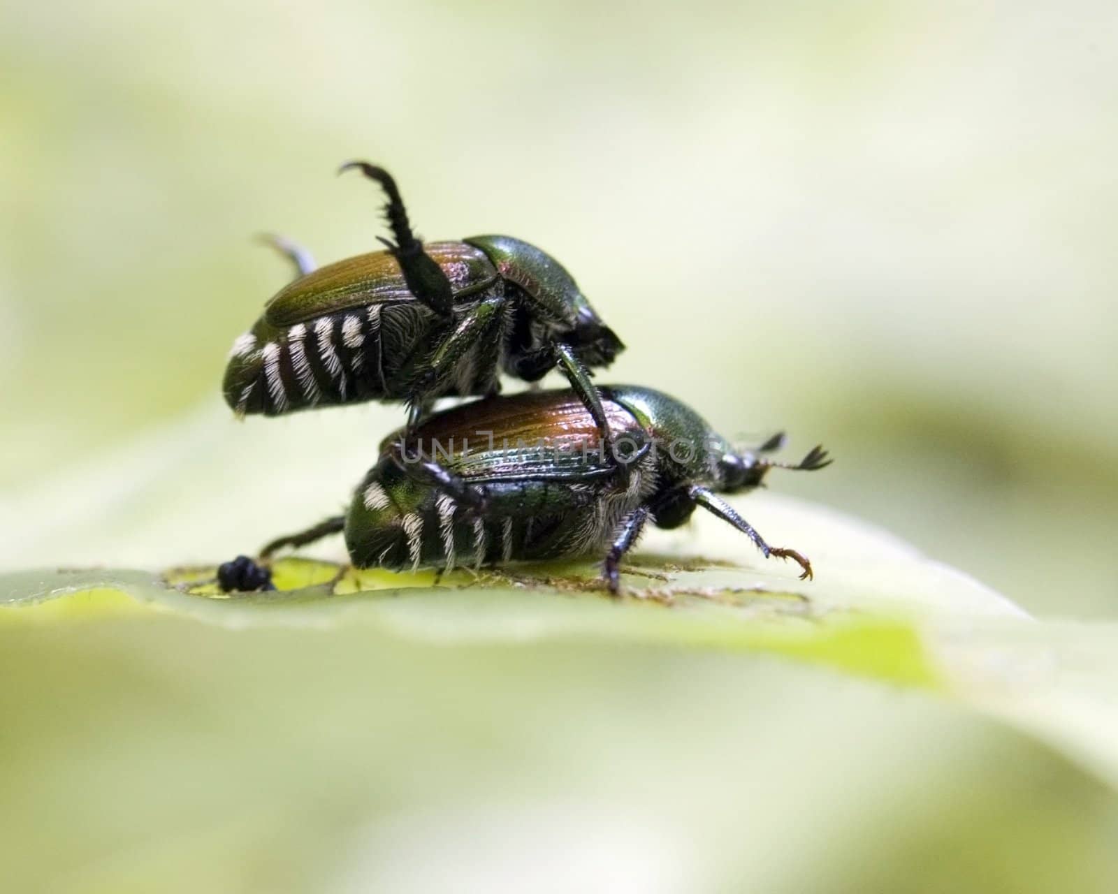 A pair of Japanese beetles mating on leaf.
