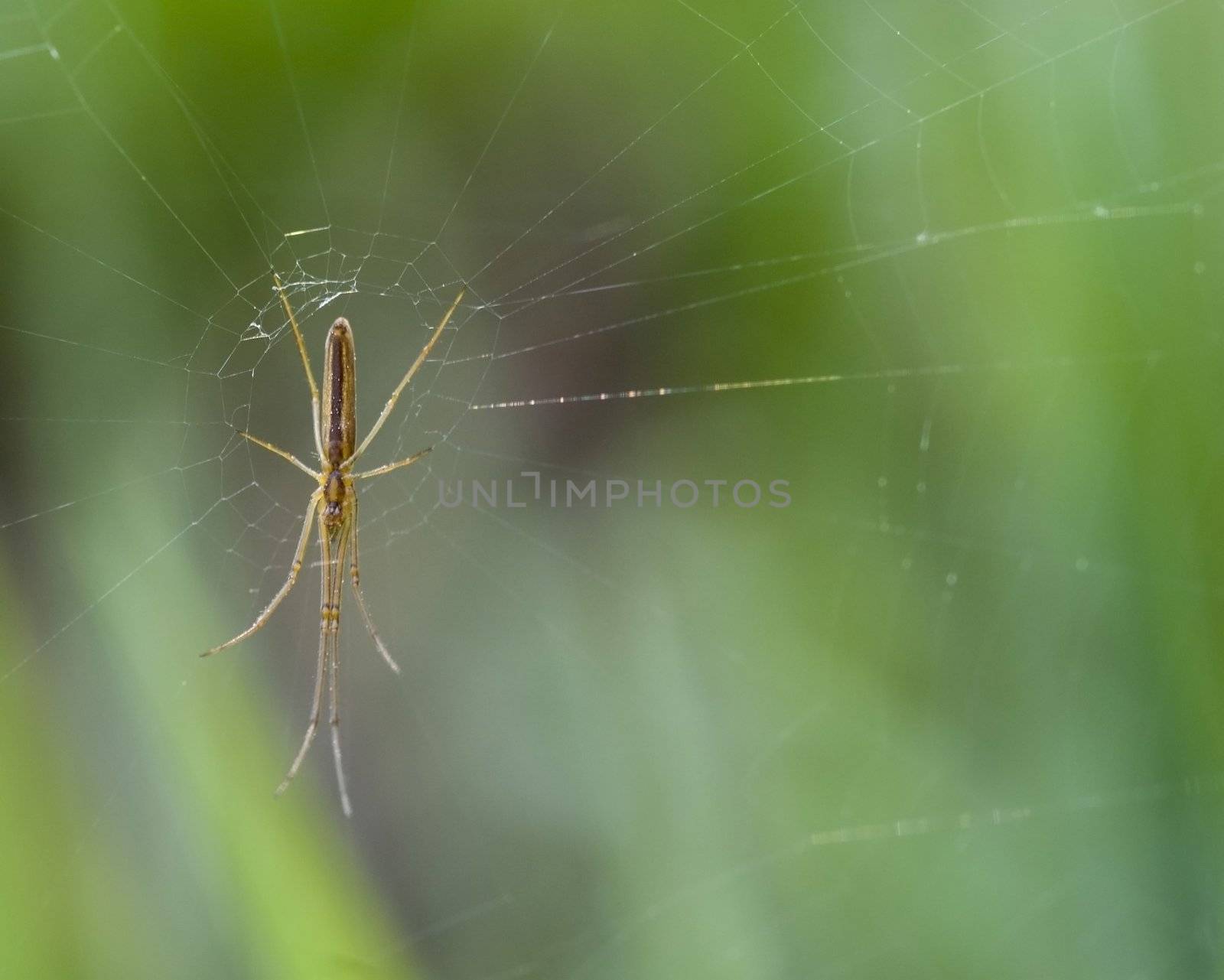 Spider perched on a web in a field.