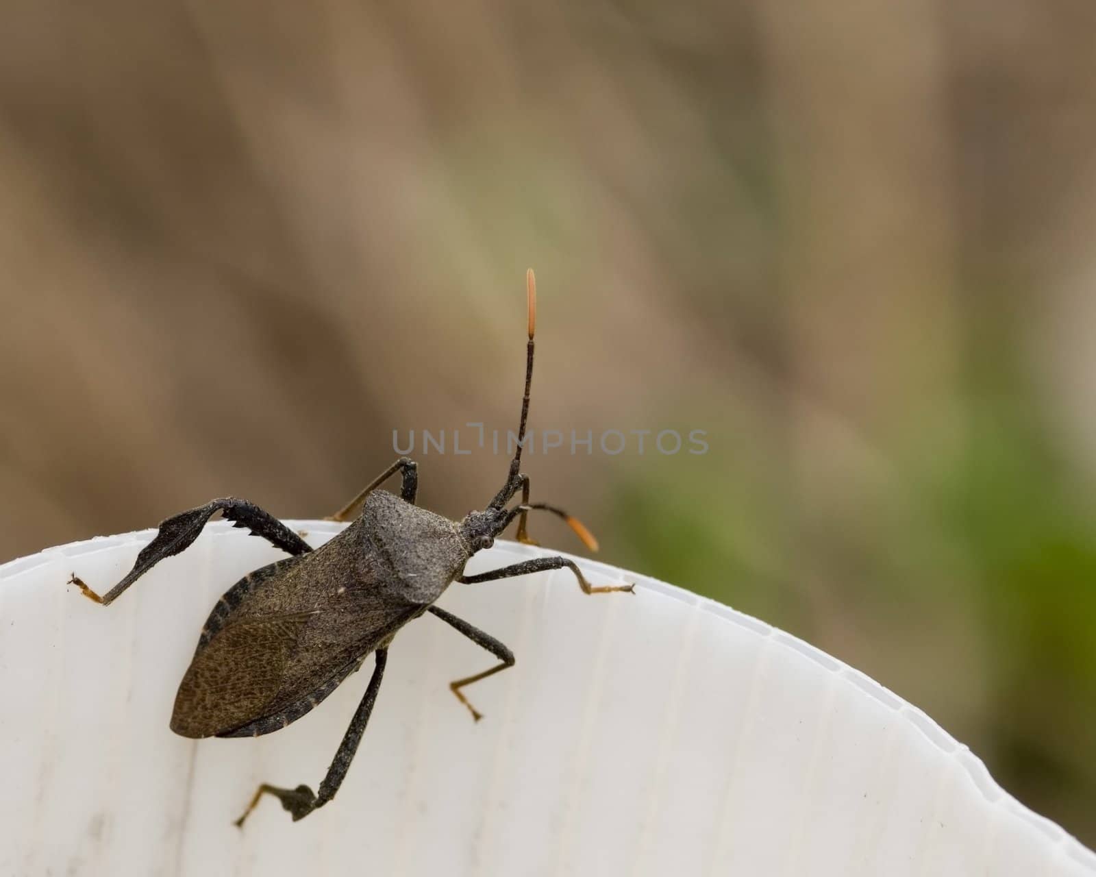 Leaf-footed bug perched on a white pipe outdoors.