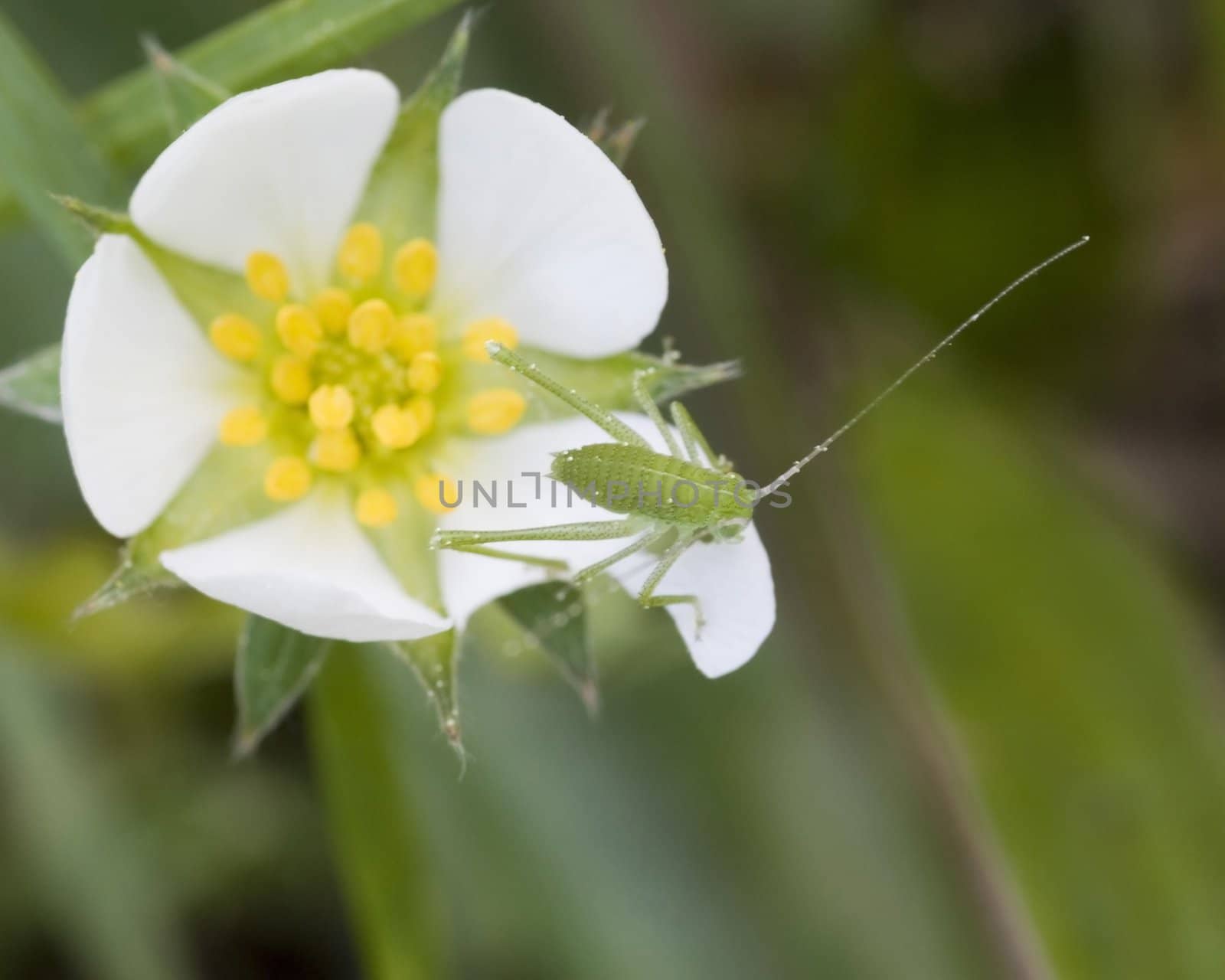 A katydid nymph perched on a flower.