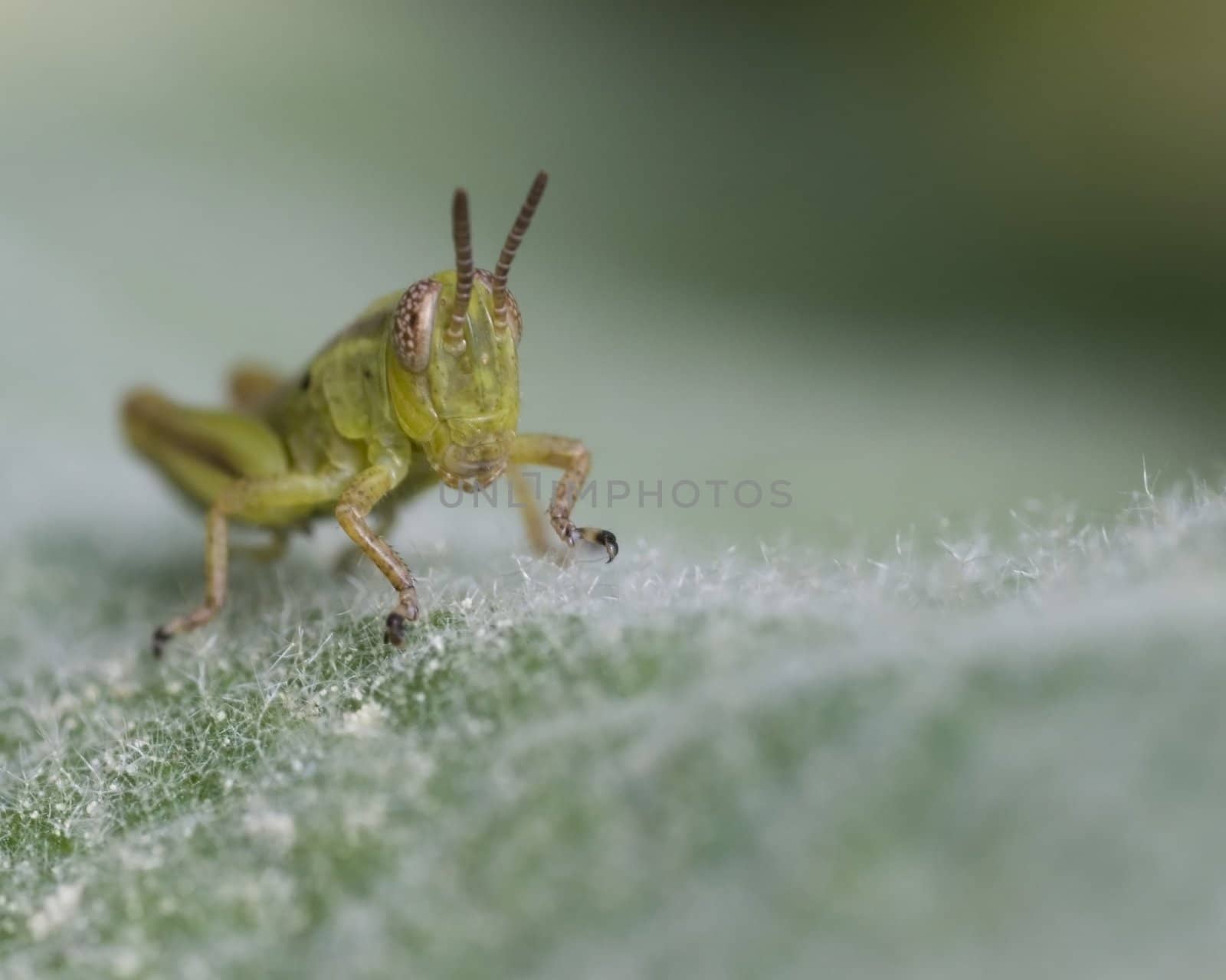 A young grasshopper perched on a plant.