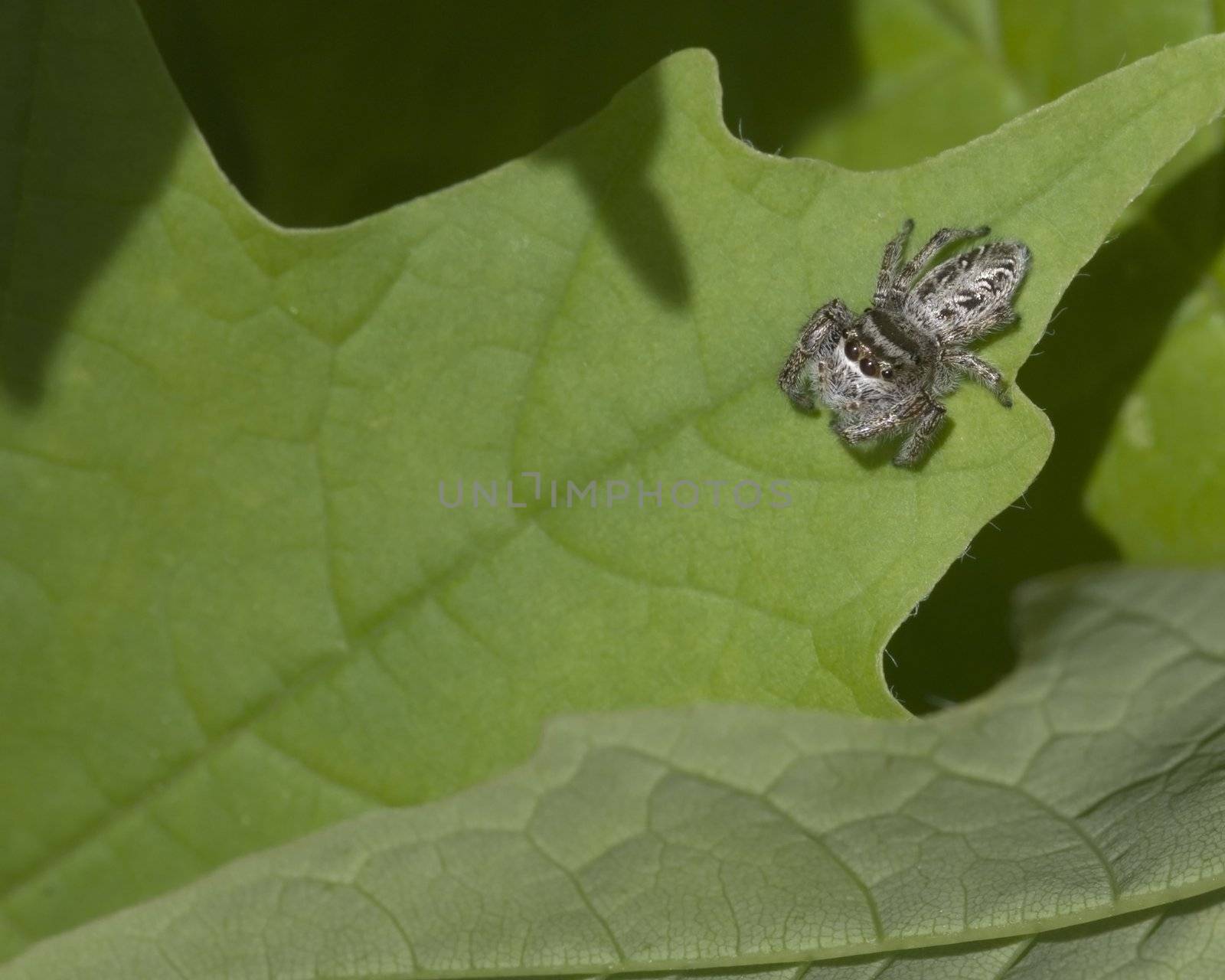A jumping spider perched on a plant leaf.