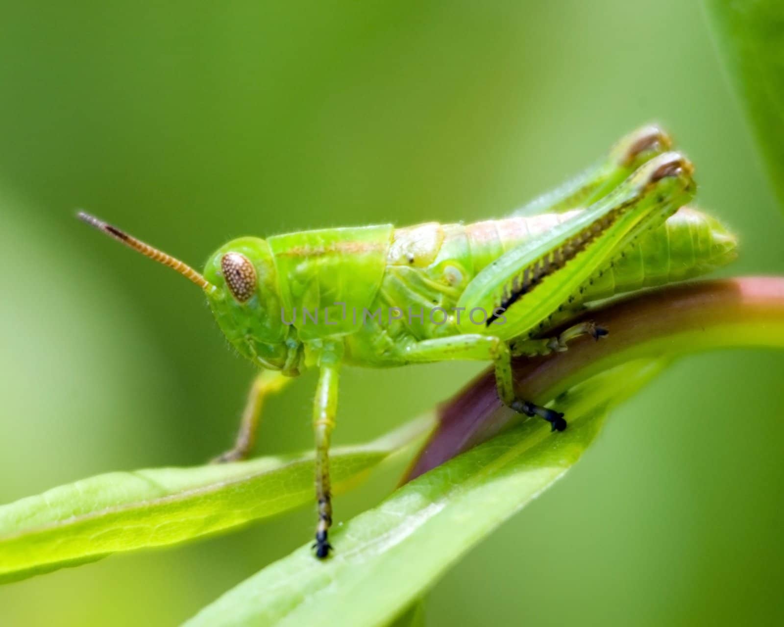 A grasshopper perched on a blade of grass.