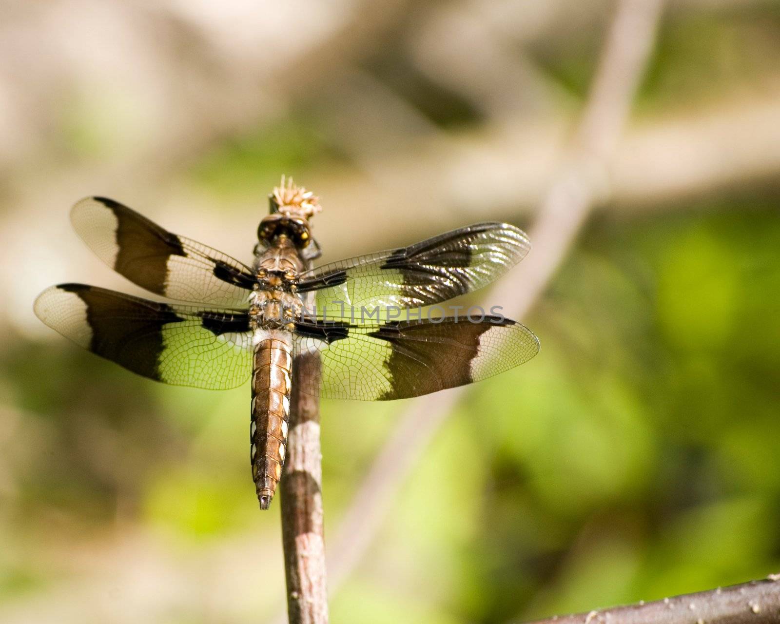 A dragonfly perched on a small twig.