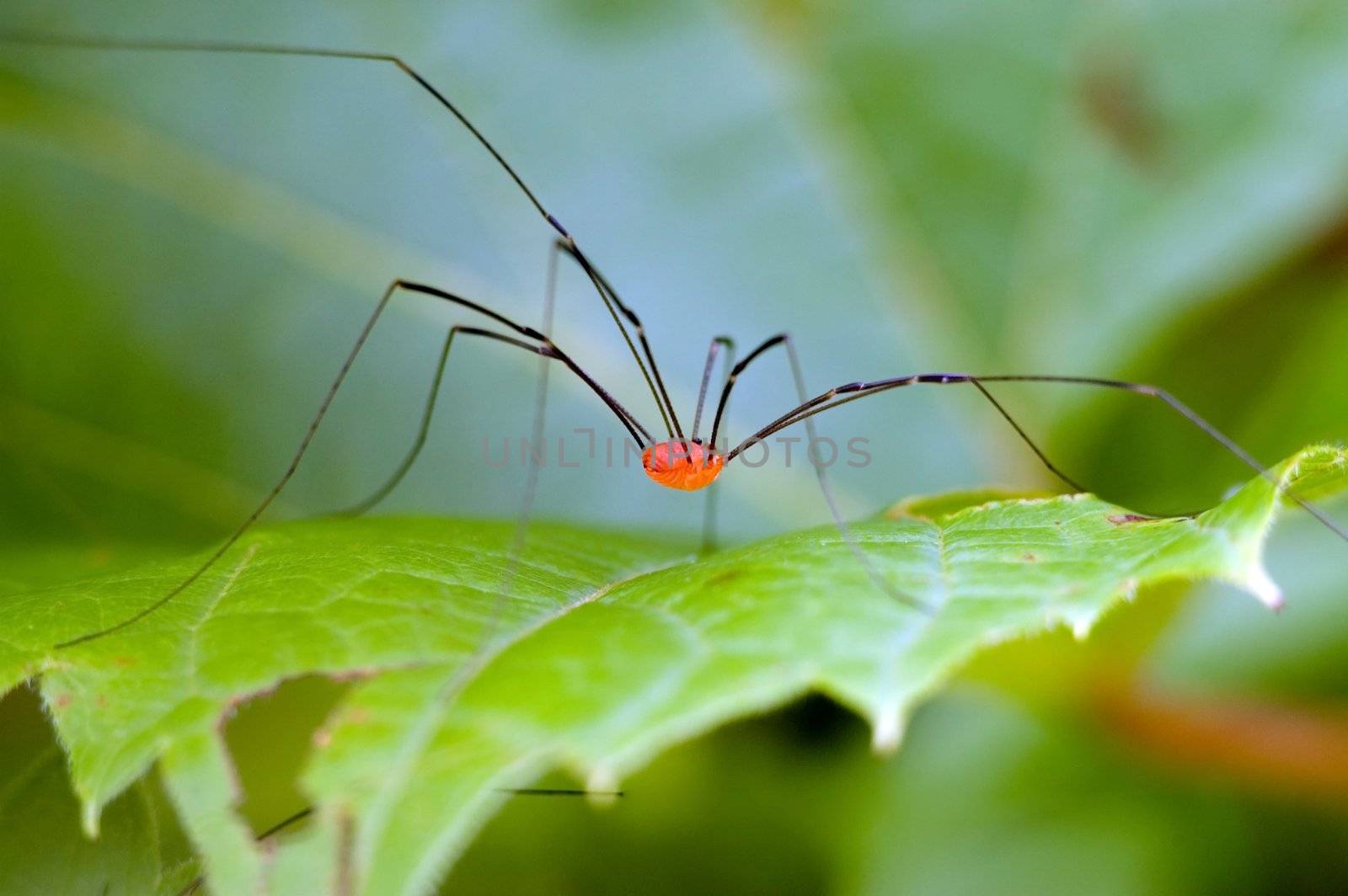 Daddy longlegs spider perched on a plant leaf.