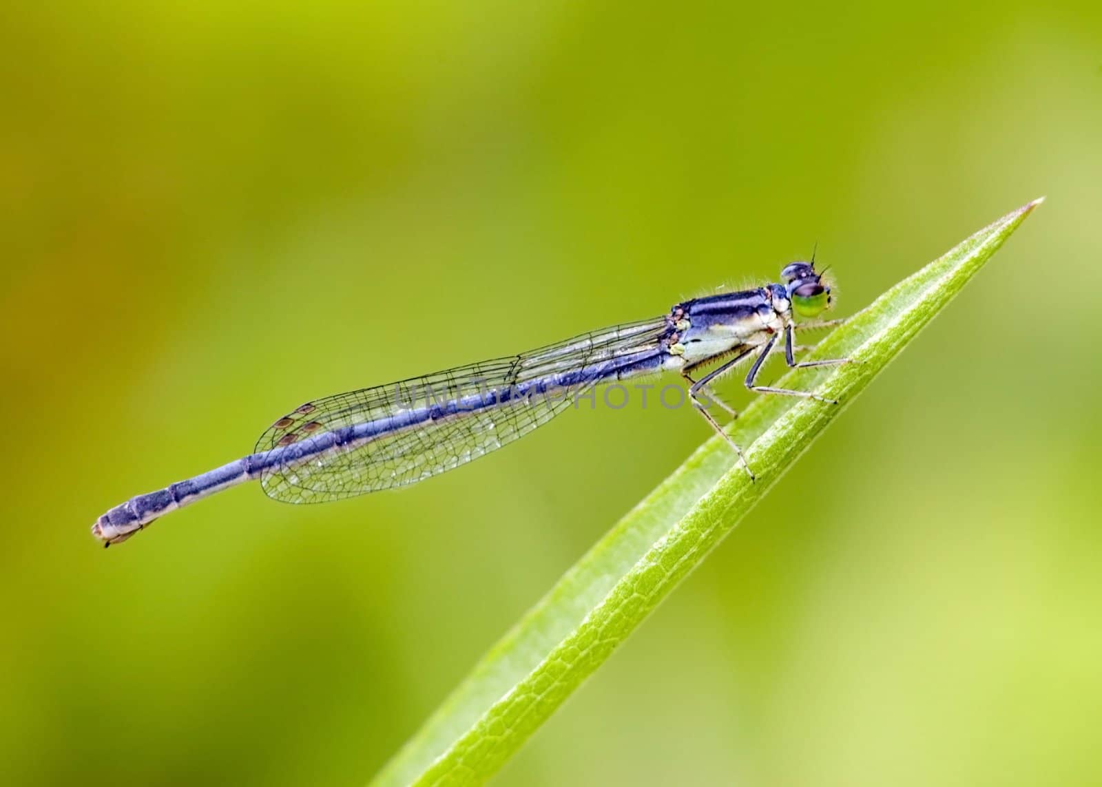 A damselfly perched on a plant stem.