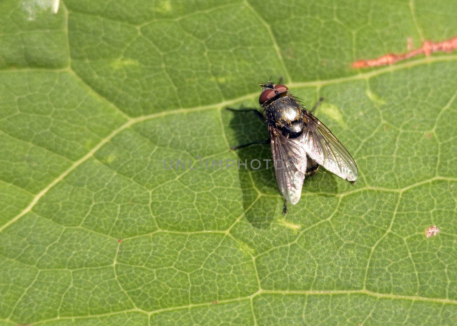 A fly perched on a green plant leave.