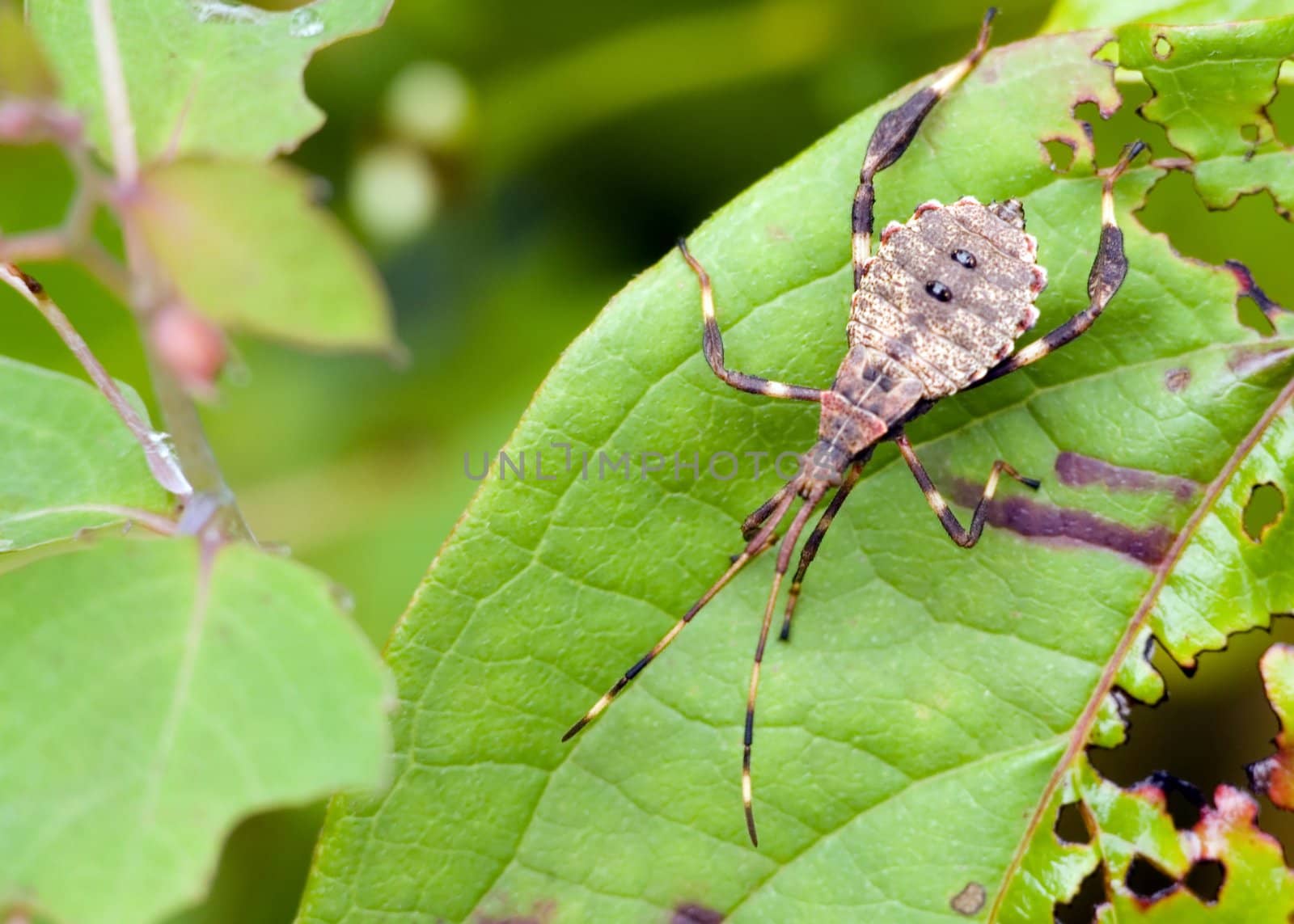 A plant bug perched on a leaf.