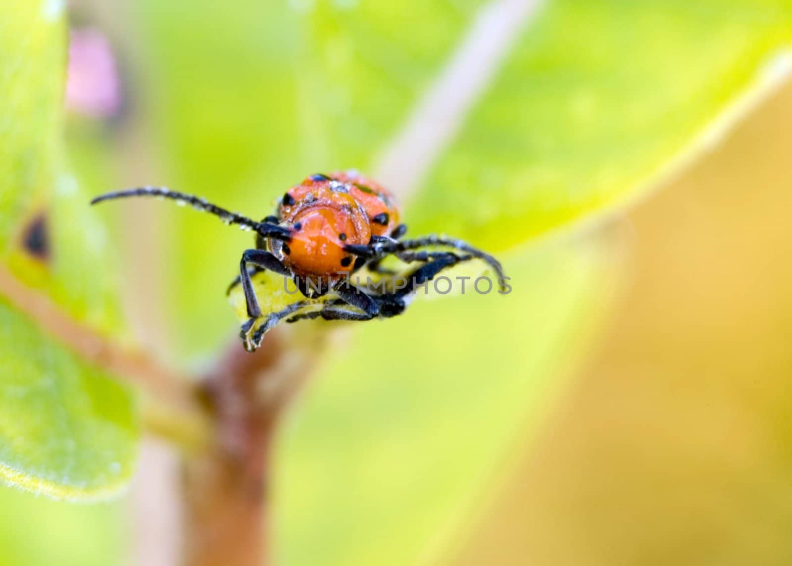 A red milkweed beetle perched on a plant leaf.