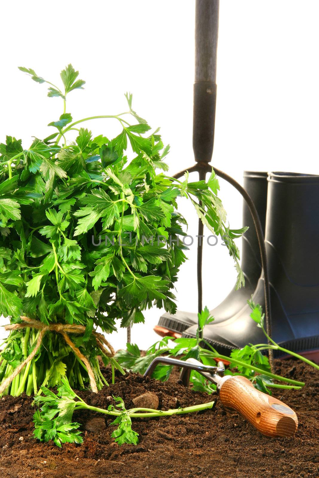 Parsley, earth with garden tools and boots on white background