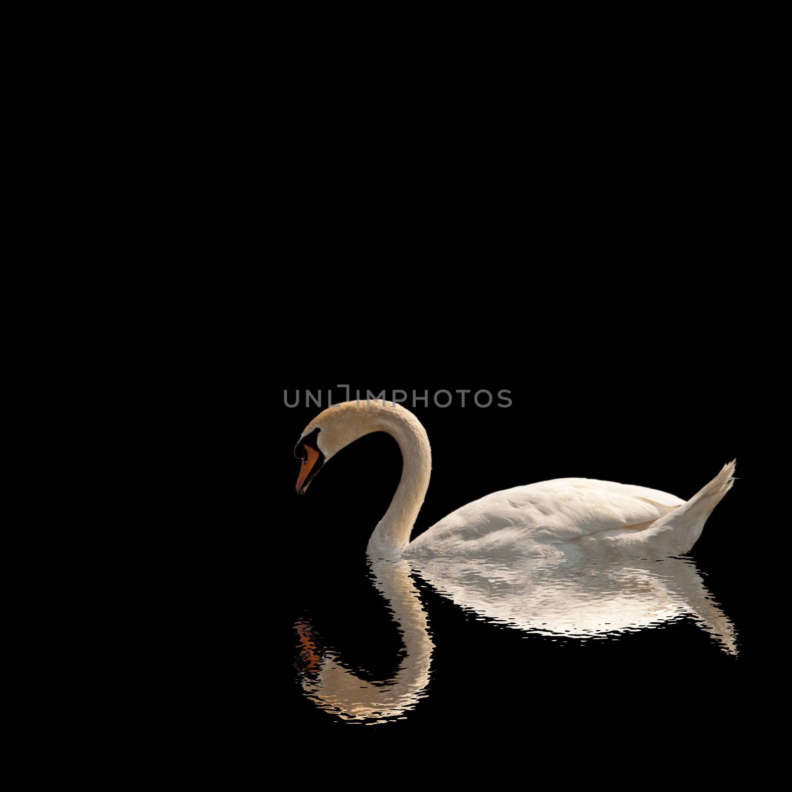 White swan with reflection sailing in a sea of black