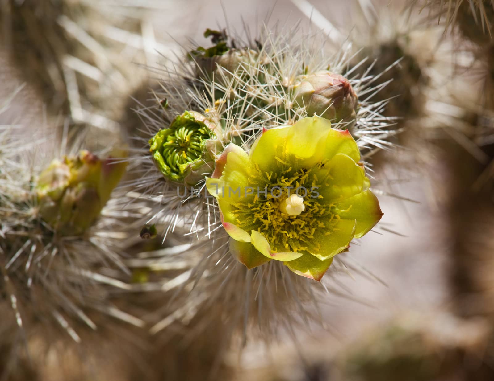 Bright yellow flower of the Barrel Cactus plant in desert in bloom after rainfall