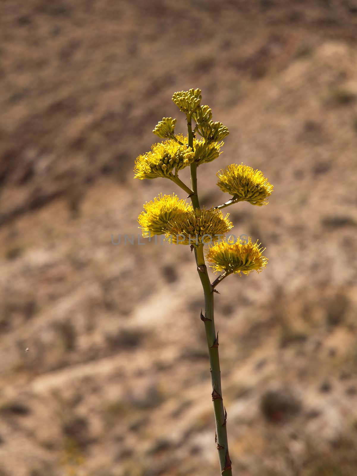Century plants bloom in desert by steheap