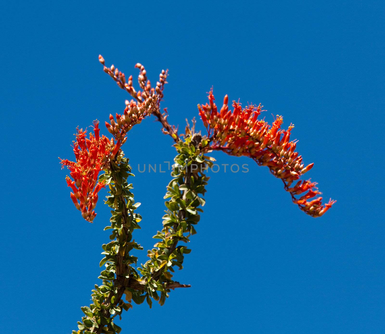 Crimson flowers of the Ocotillo cactus by steheap