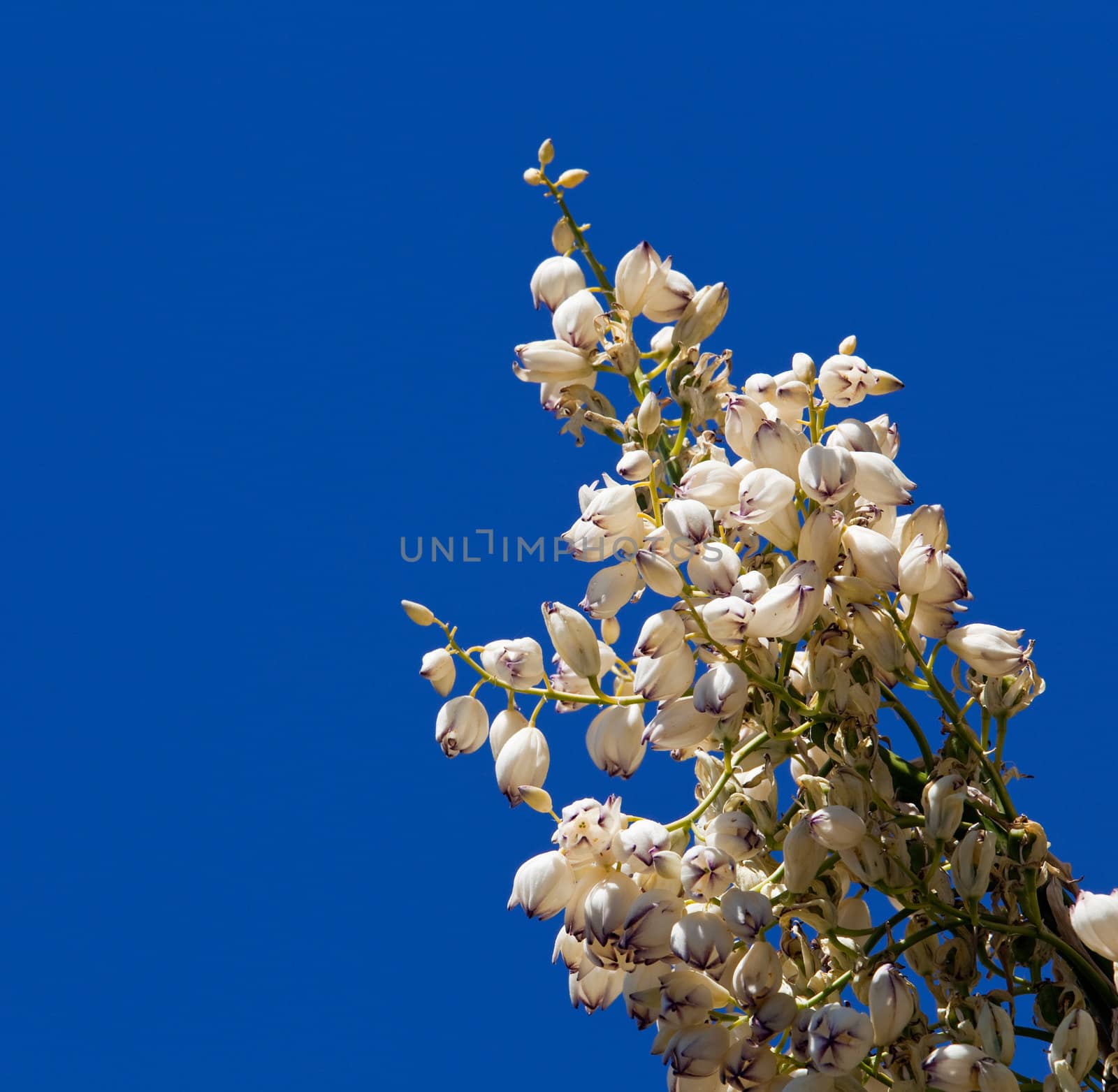 Mojave Yucca blossoms against blue sky by steheap