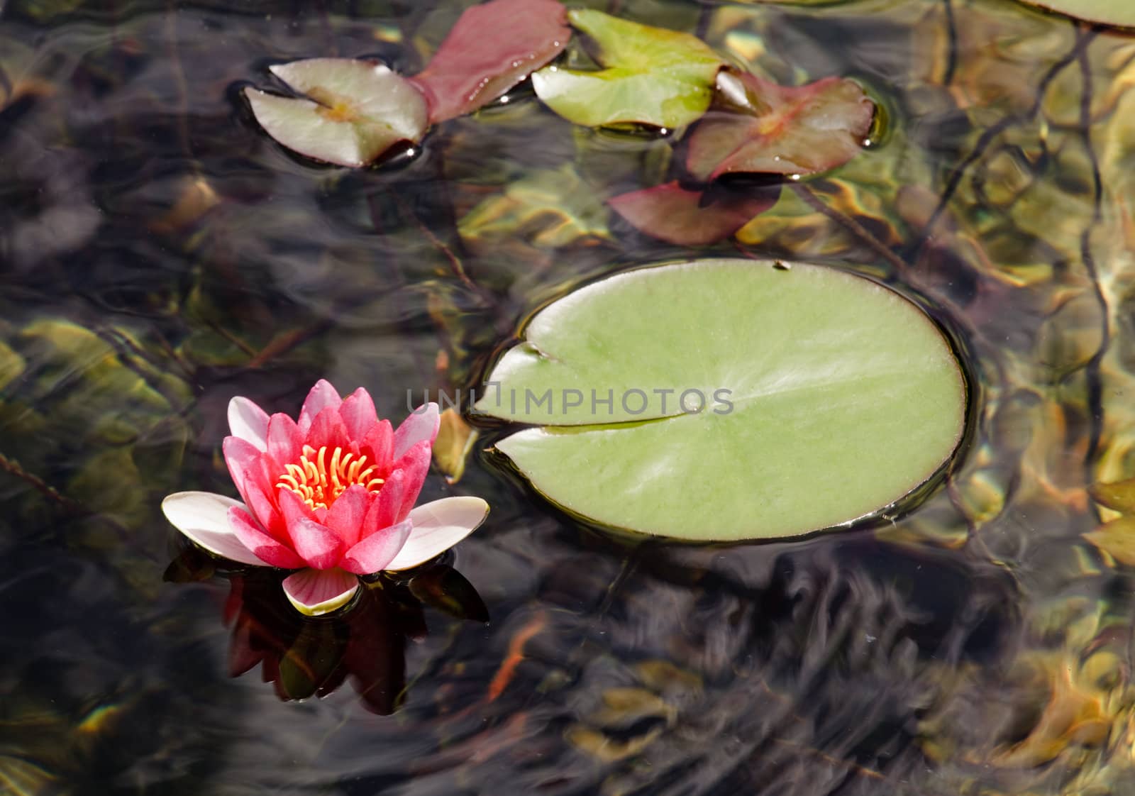 Red Water lily on edge of leaves by steheap