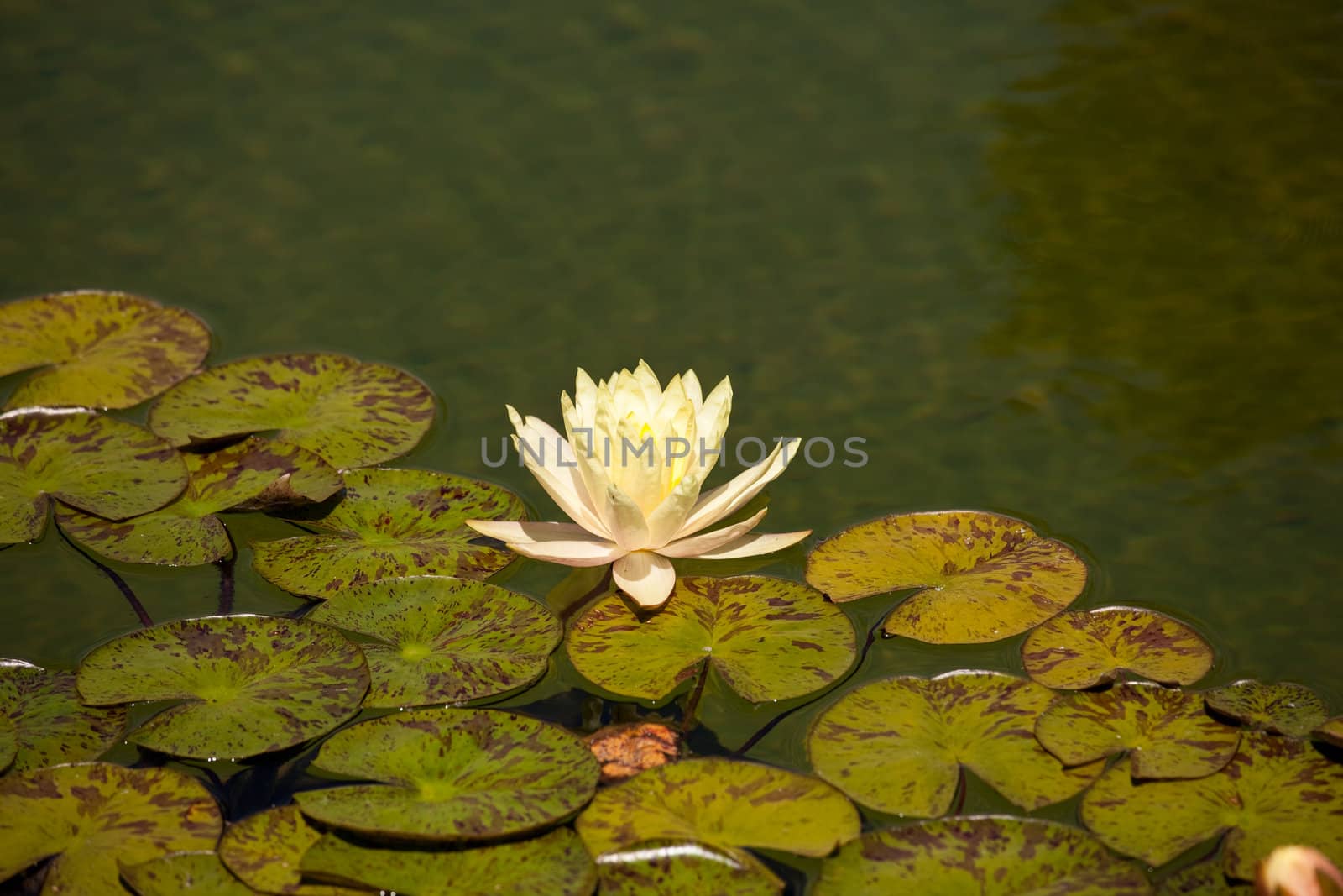 Water lily on edge of leaves by steheap