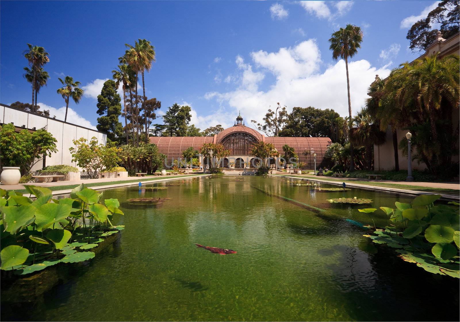 View of the lily pond in front of the Botanical Building in San Diego's Balboa Park with fish 