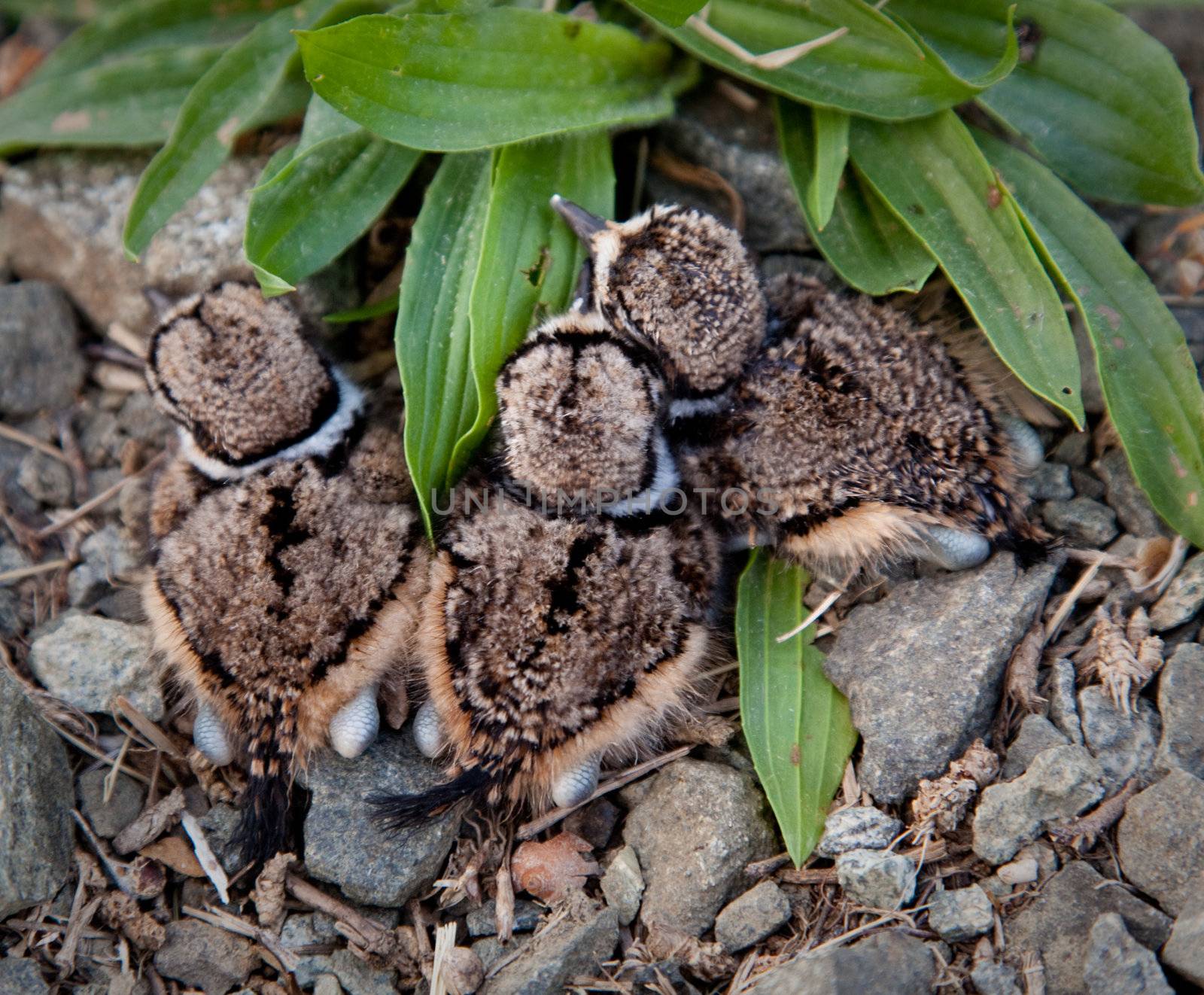 Killdeer chicks in nest about to get up and fly