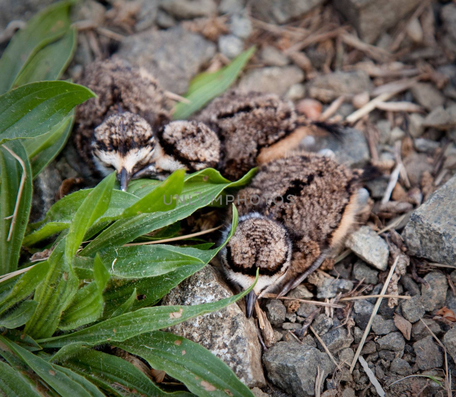 Killdeer chicks in nest about to get up and fly