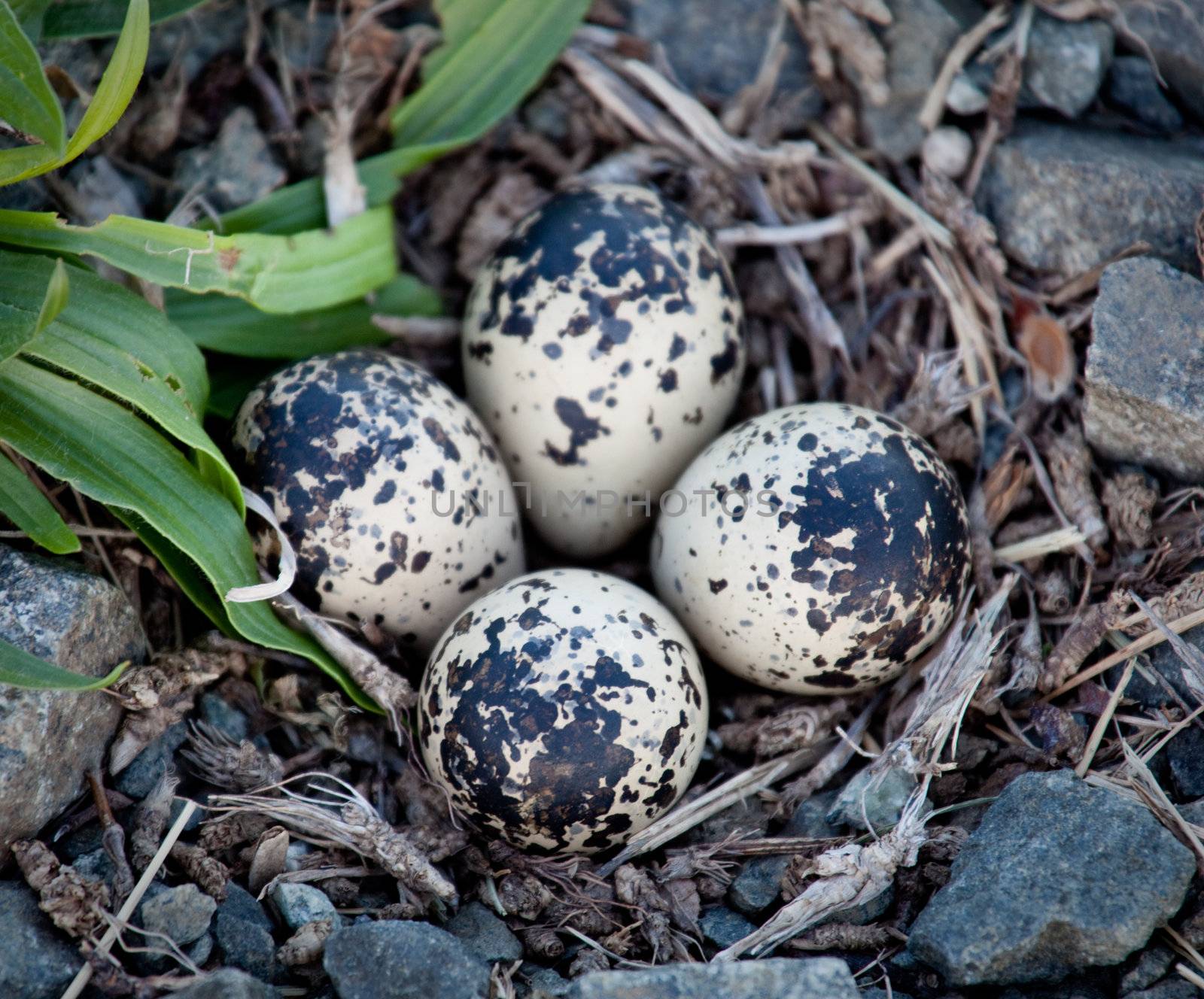 Four Killdeer eggs in gravel by side of road by steheap