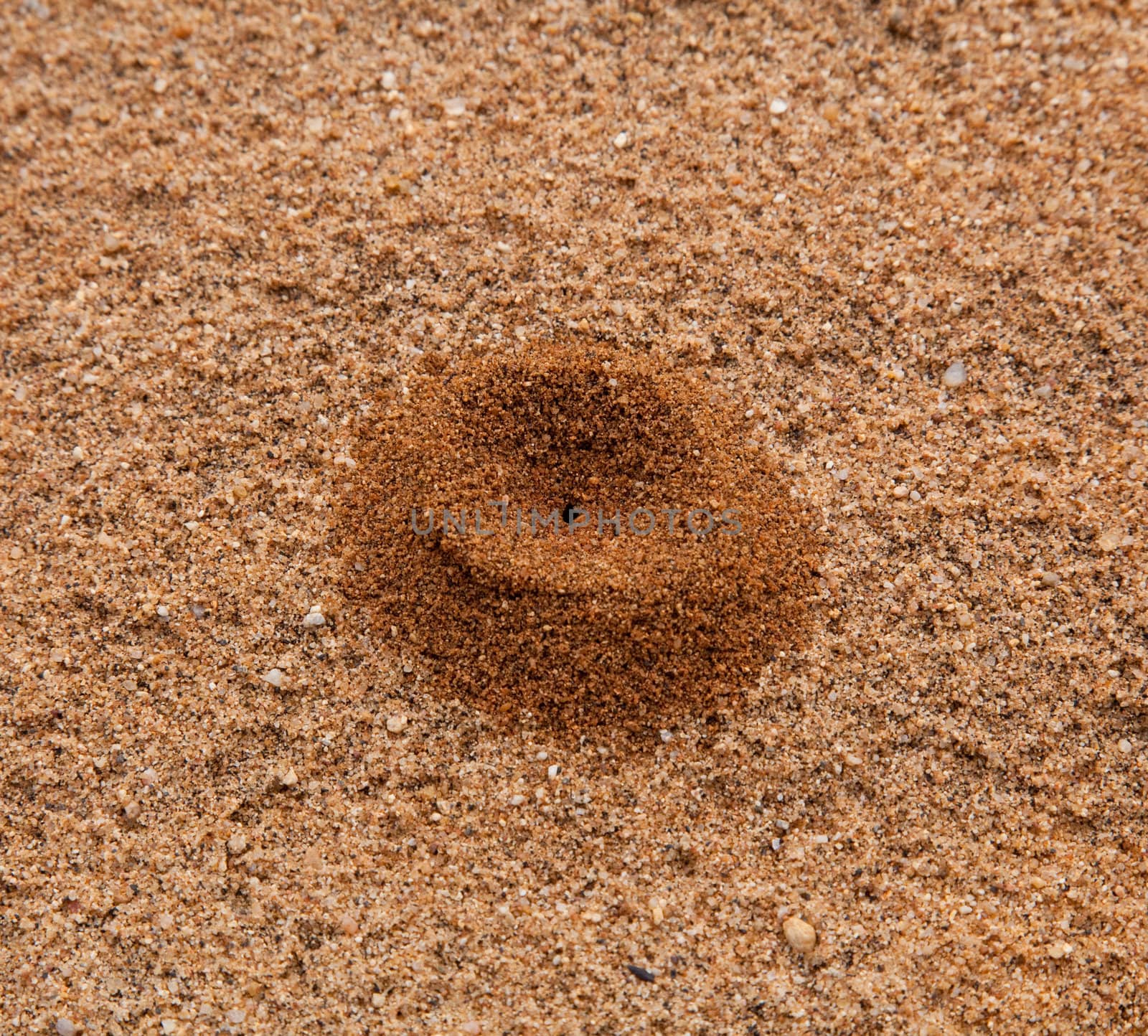 Small sand pile in desert formed by ant by steheap