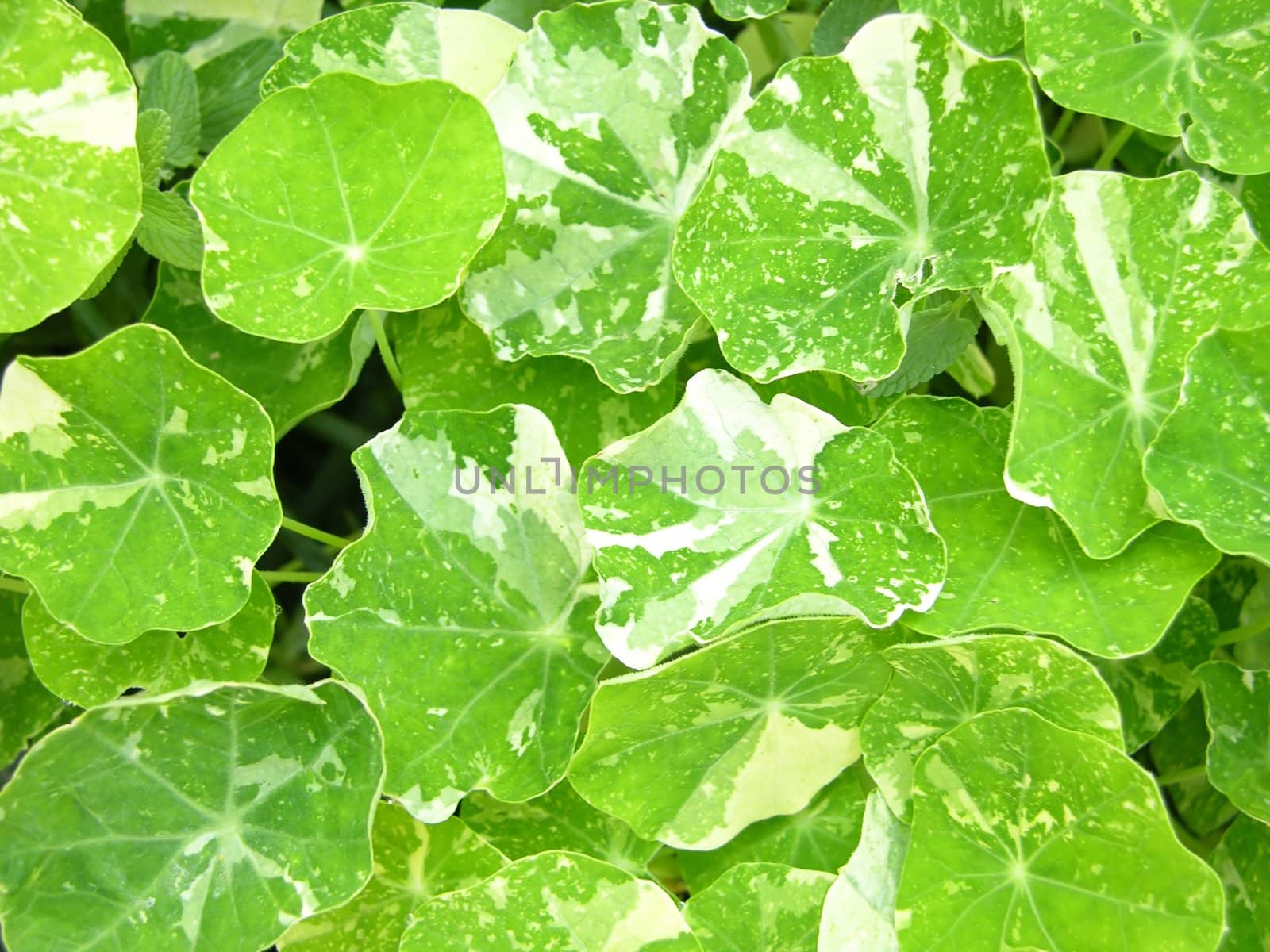Background of bright green water cress leaves