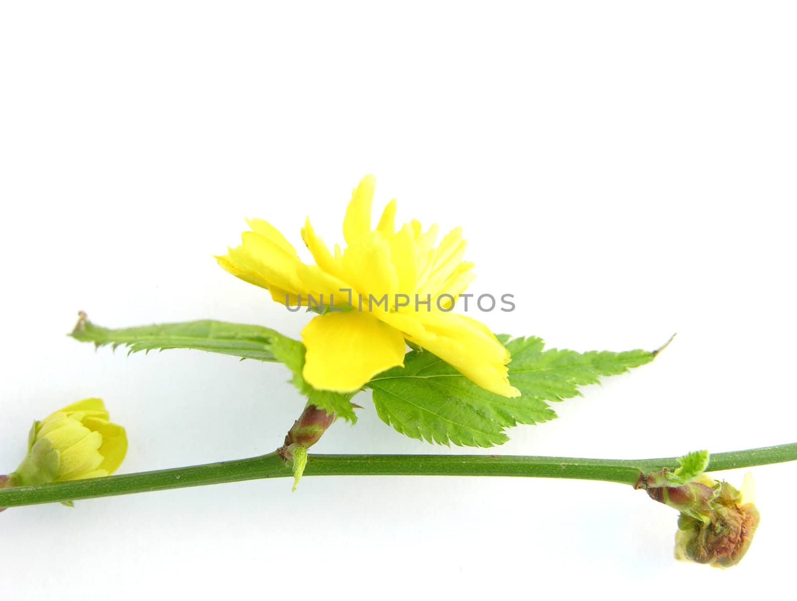 Flowers of the shrub Kerria (Kerria japonica)