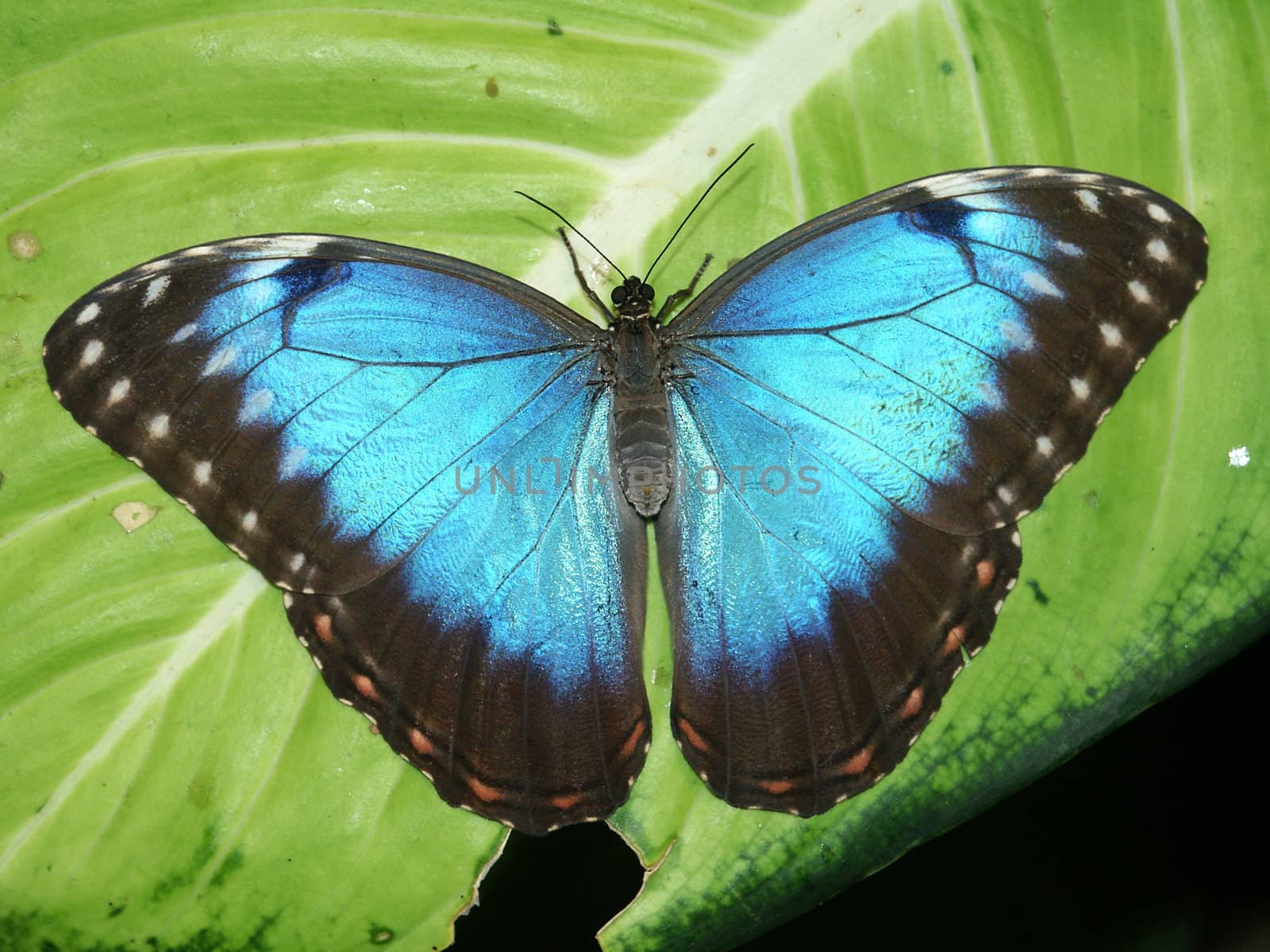 Peleides Blue Morpho Butterfly (Morpho peleides)