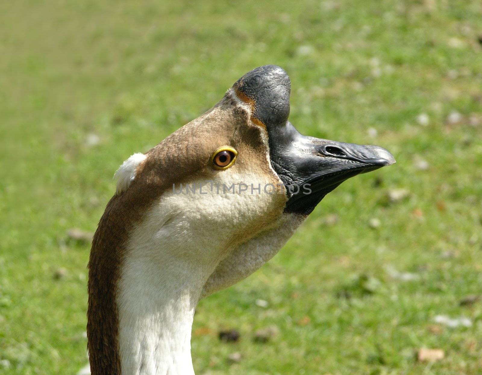 Knob goose