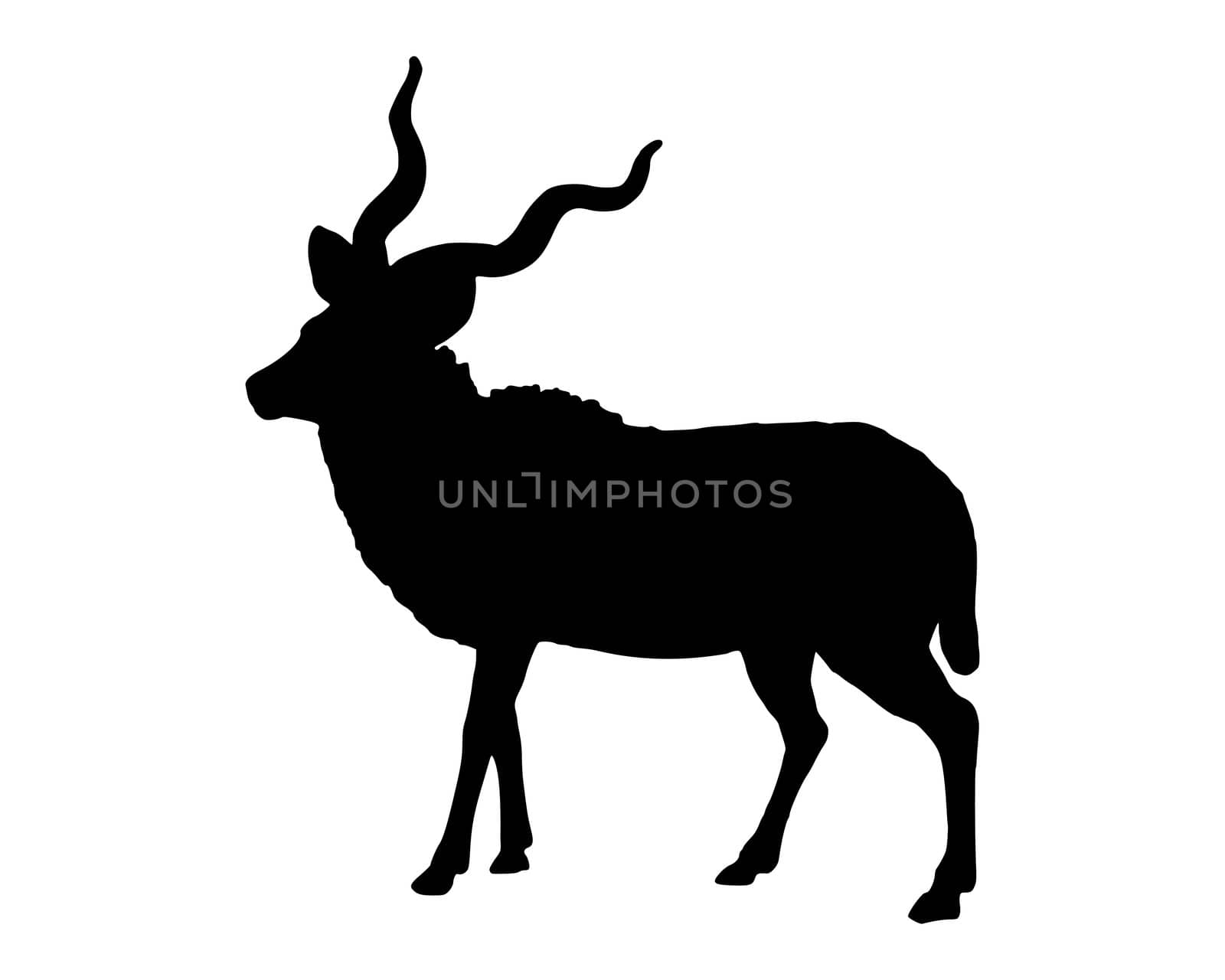 Greater Kudu